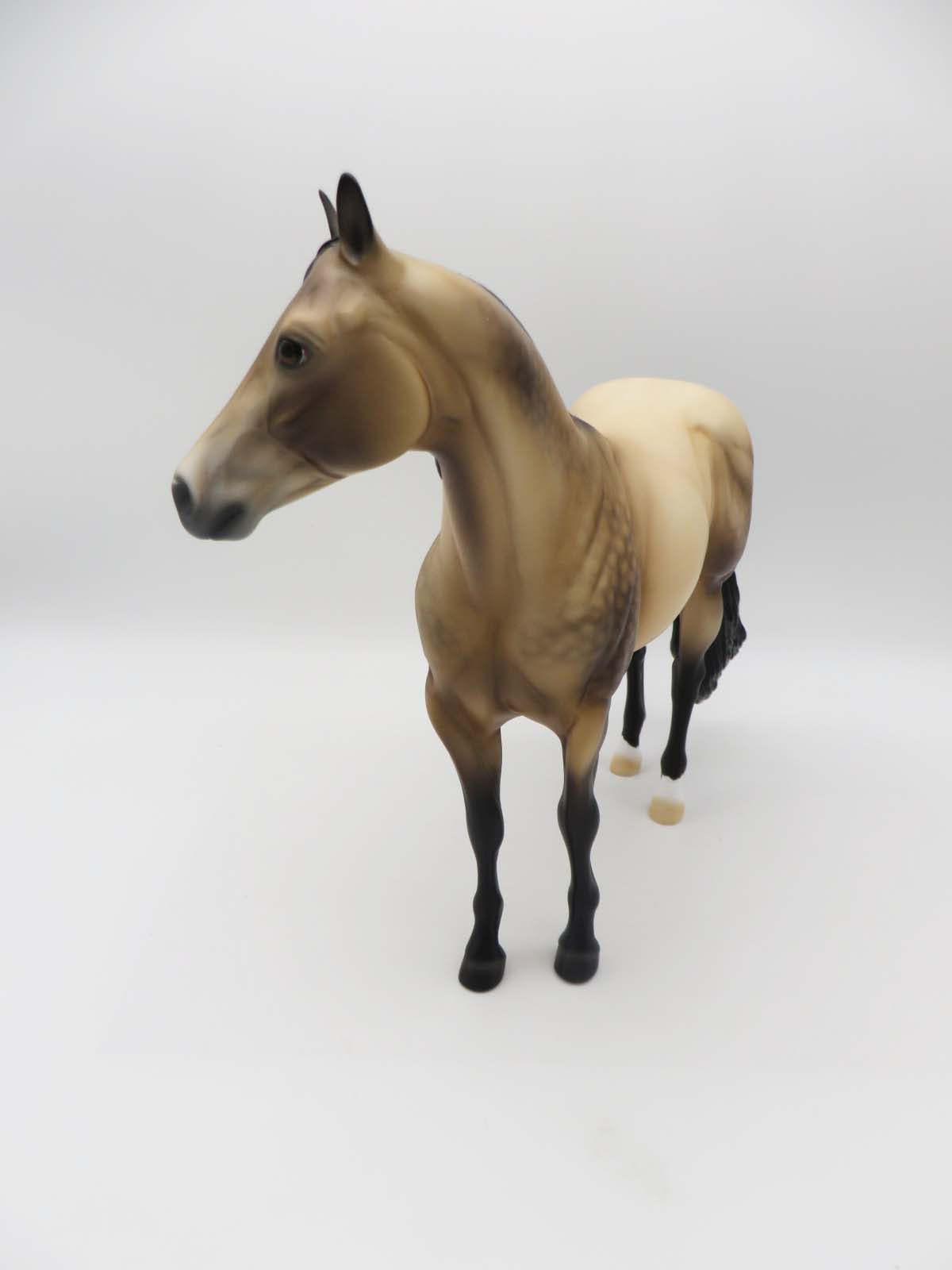 Dutton LE 10 Dappled Sooty Buckskin Ideal Stock Horse By Ellen Robbins SHCF23