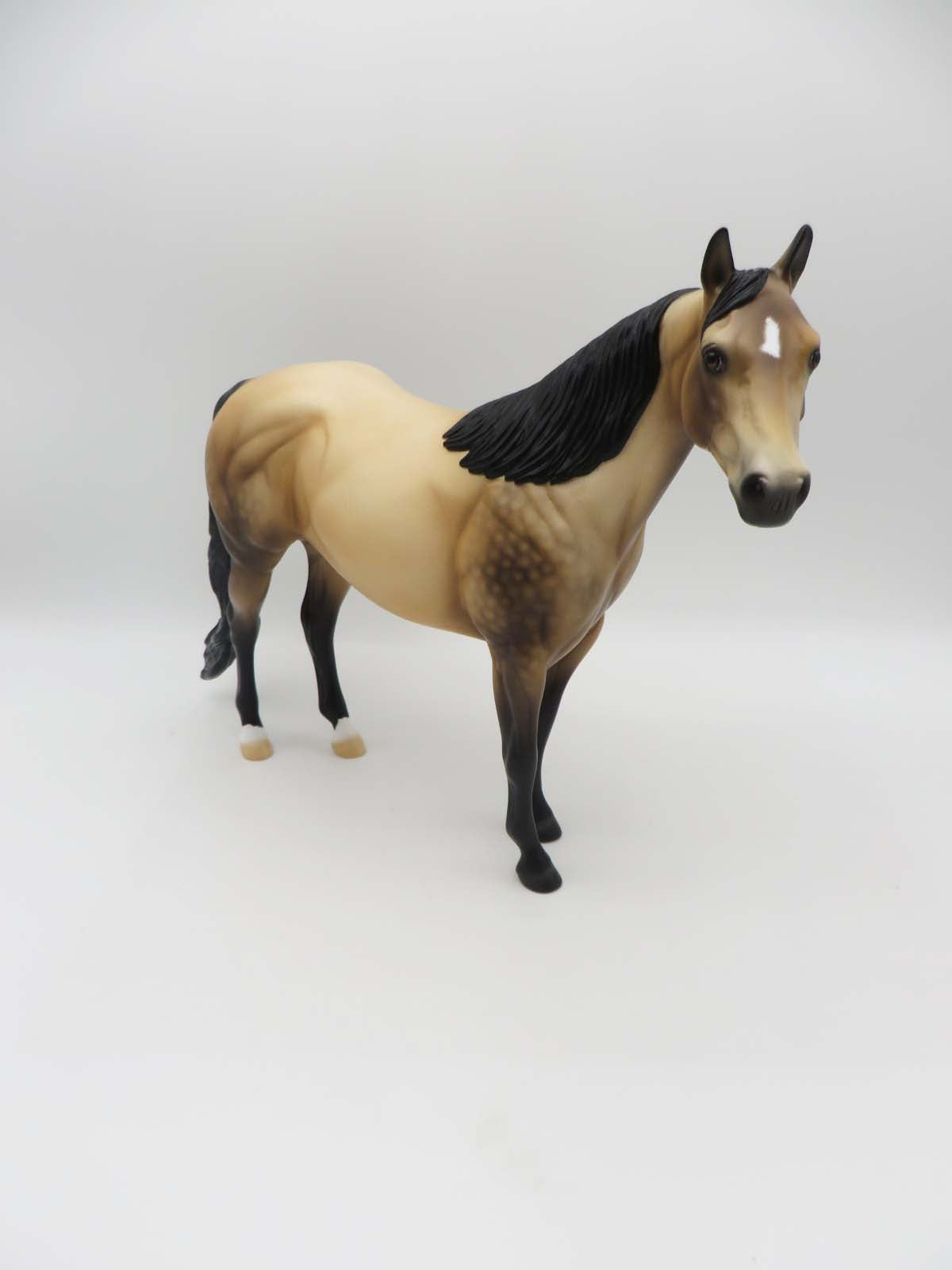 Dutton LE 10 Dappled Sooty Buckskin Ideal Stock Horse By Ellen Robbins SHCF23