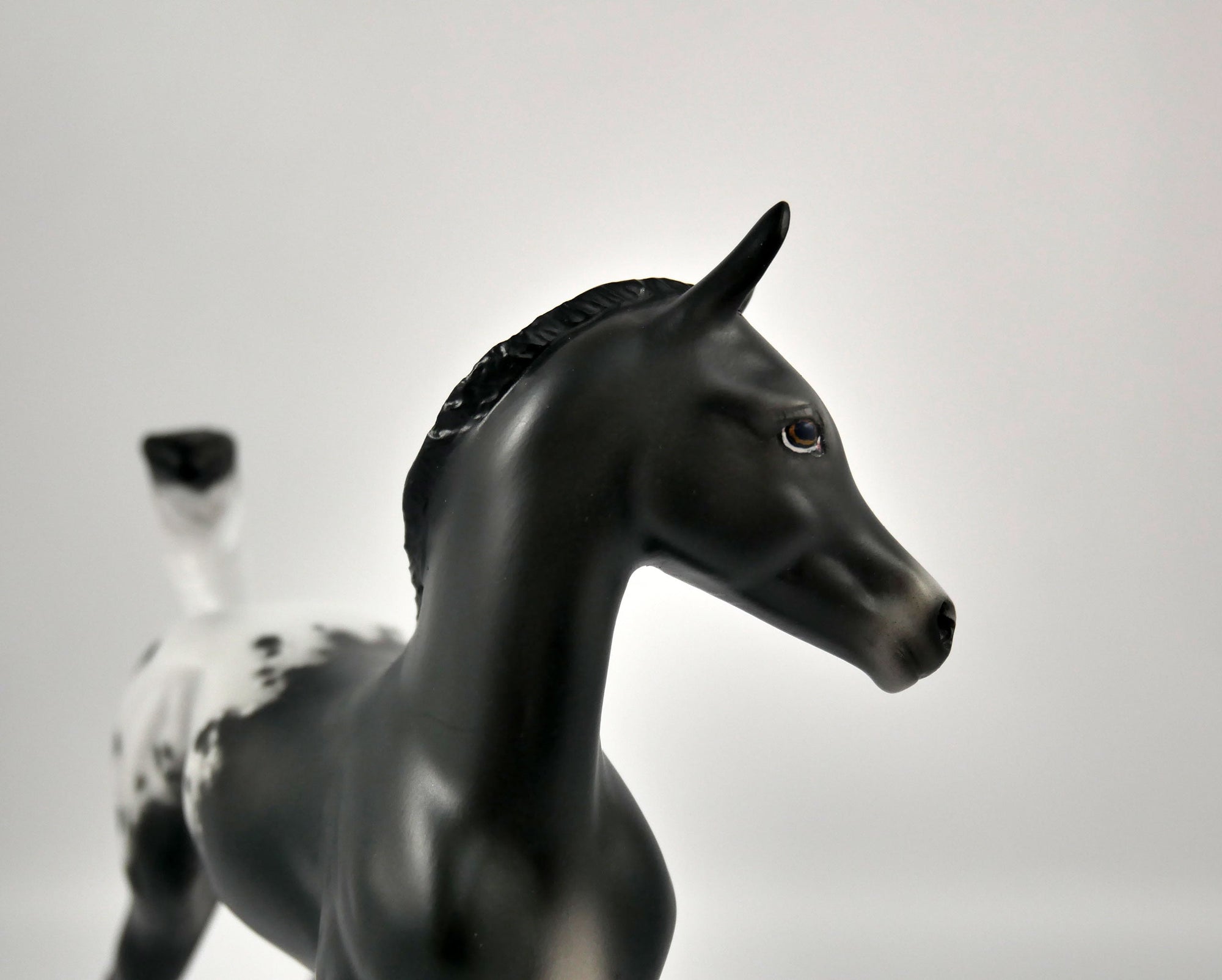 Joy-Appaloosa Foal By Sheryl Leisure 12/21/20