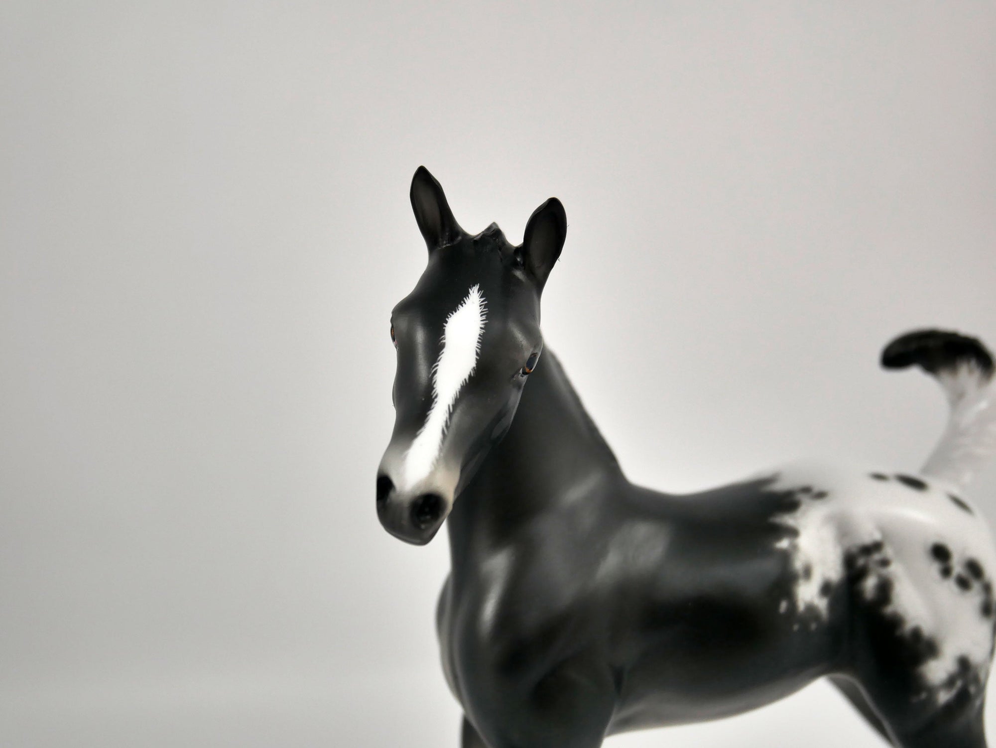 Joy-Appaloosa Foal By Sheryl Leisure 12/21/20