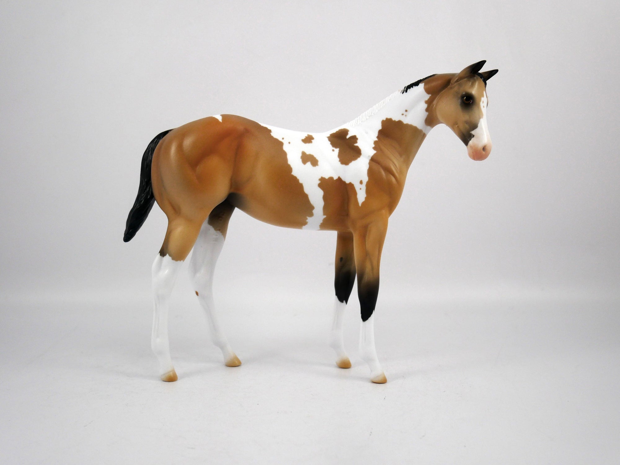 Juice-OOAK Weanling Buckskin Paint by Ellen 1/29/21
