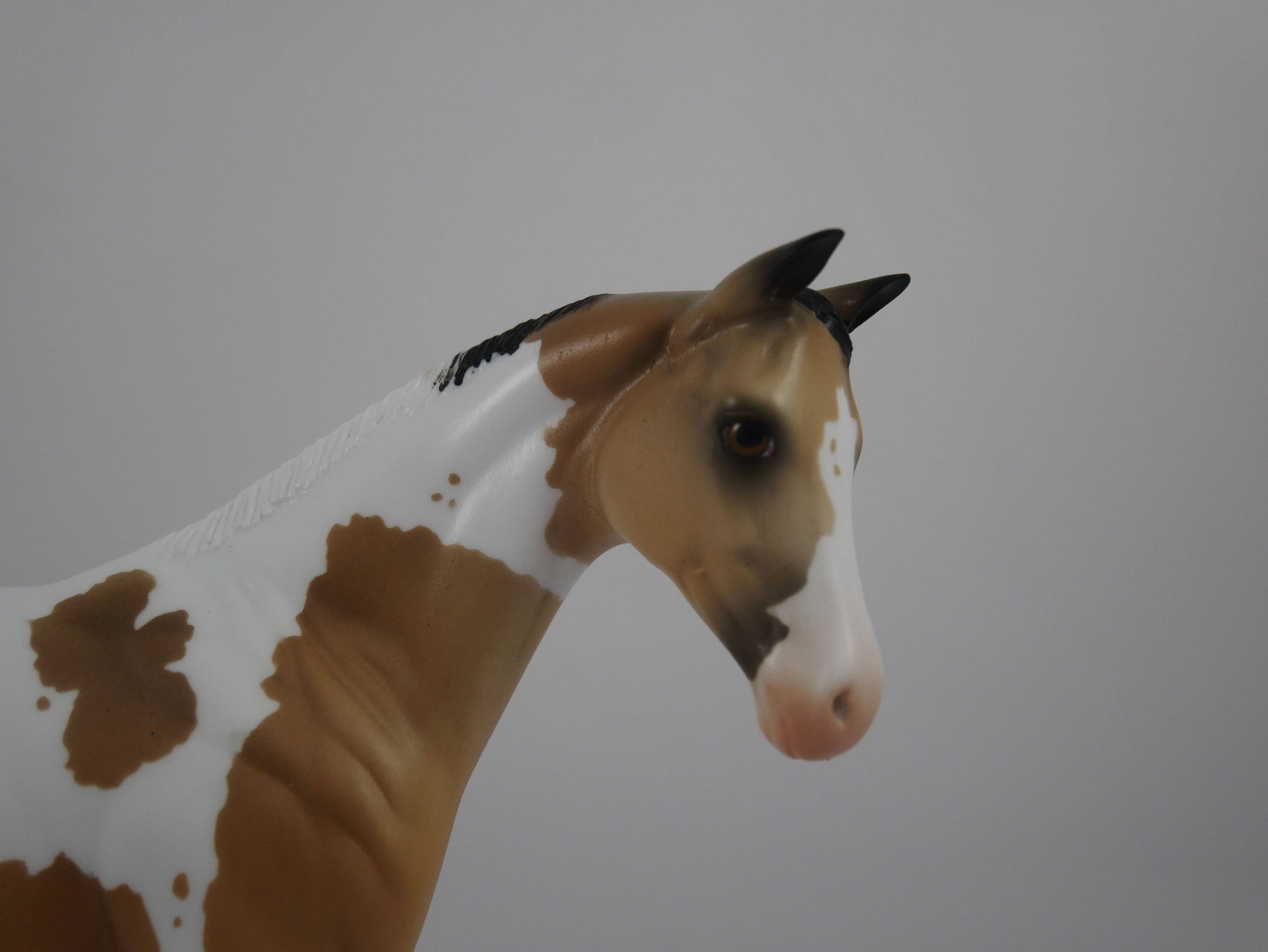 Juice-OOAK Weanling Buckskin Paint by Ellen 1/29/21