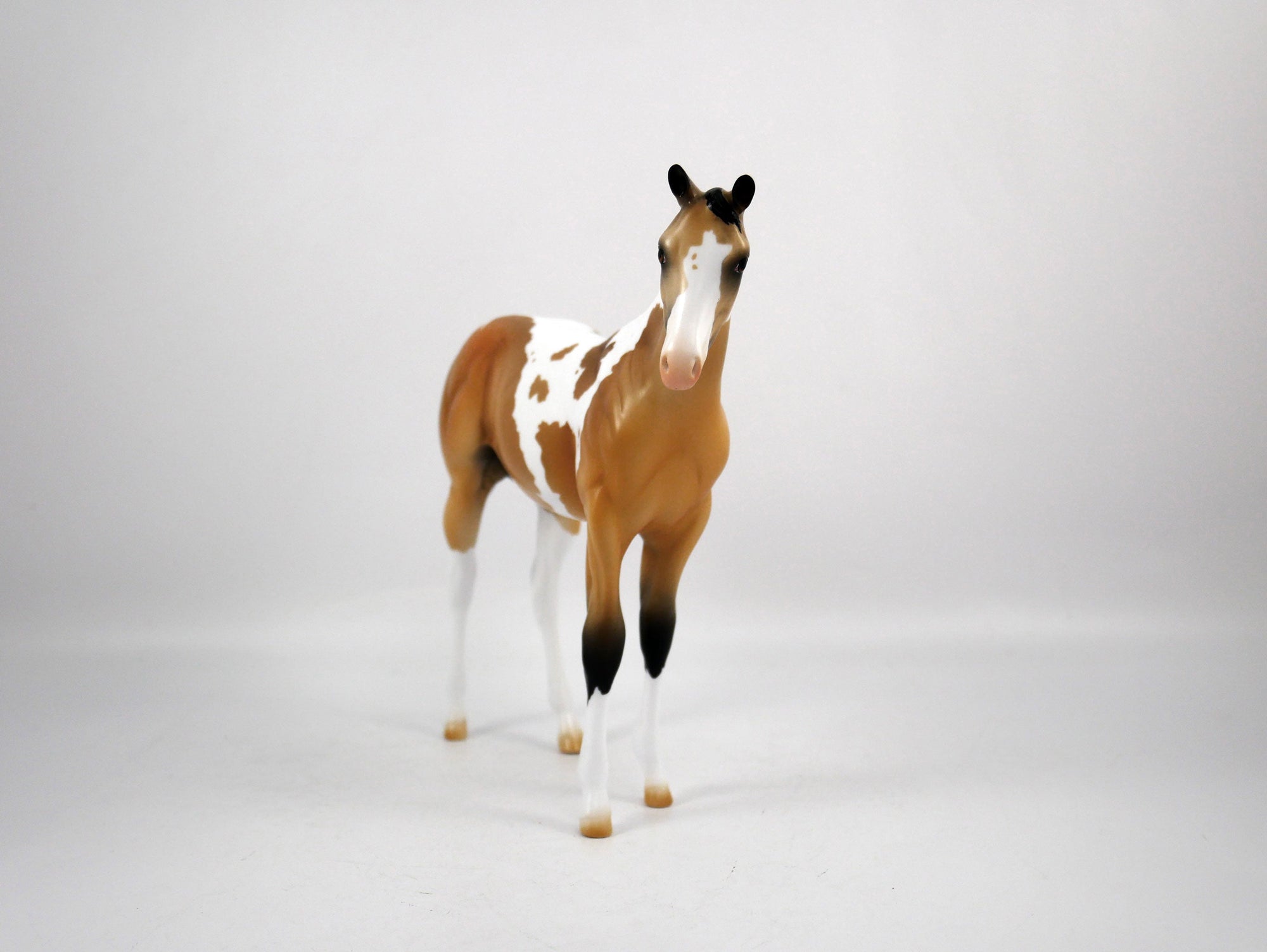 Juice-OOAK Weanling Buckskin Paint by Ellen 1/29/21