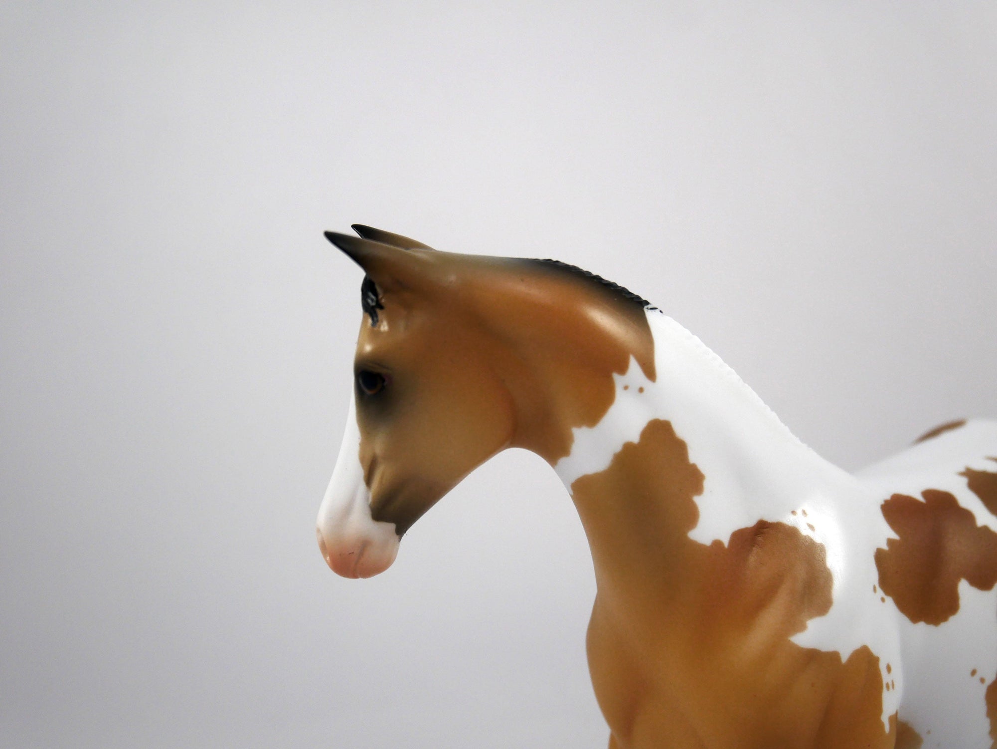 Juice-OOAK Weanling Buckskin Paint by Ellen 1/29/21