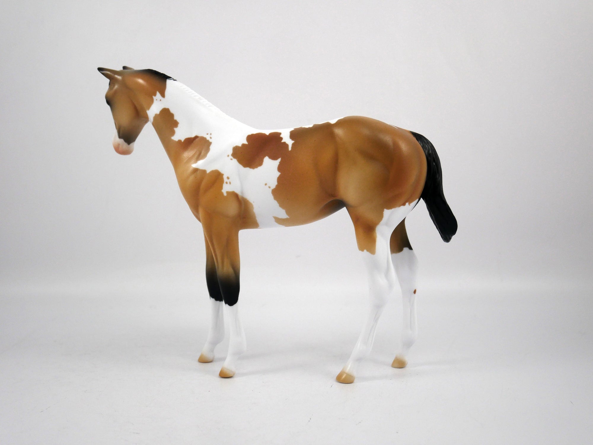 Juice-OOAK Weanling Buckskin Paint by Ellen 1/29/21