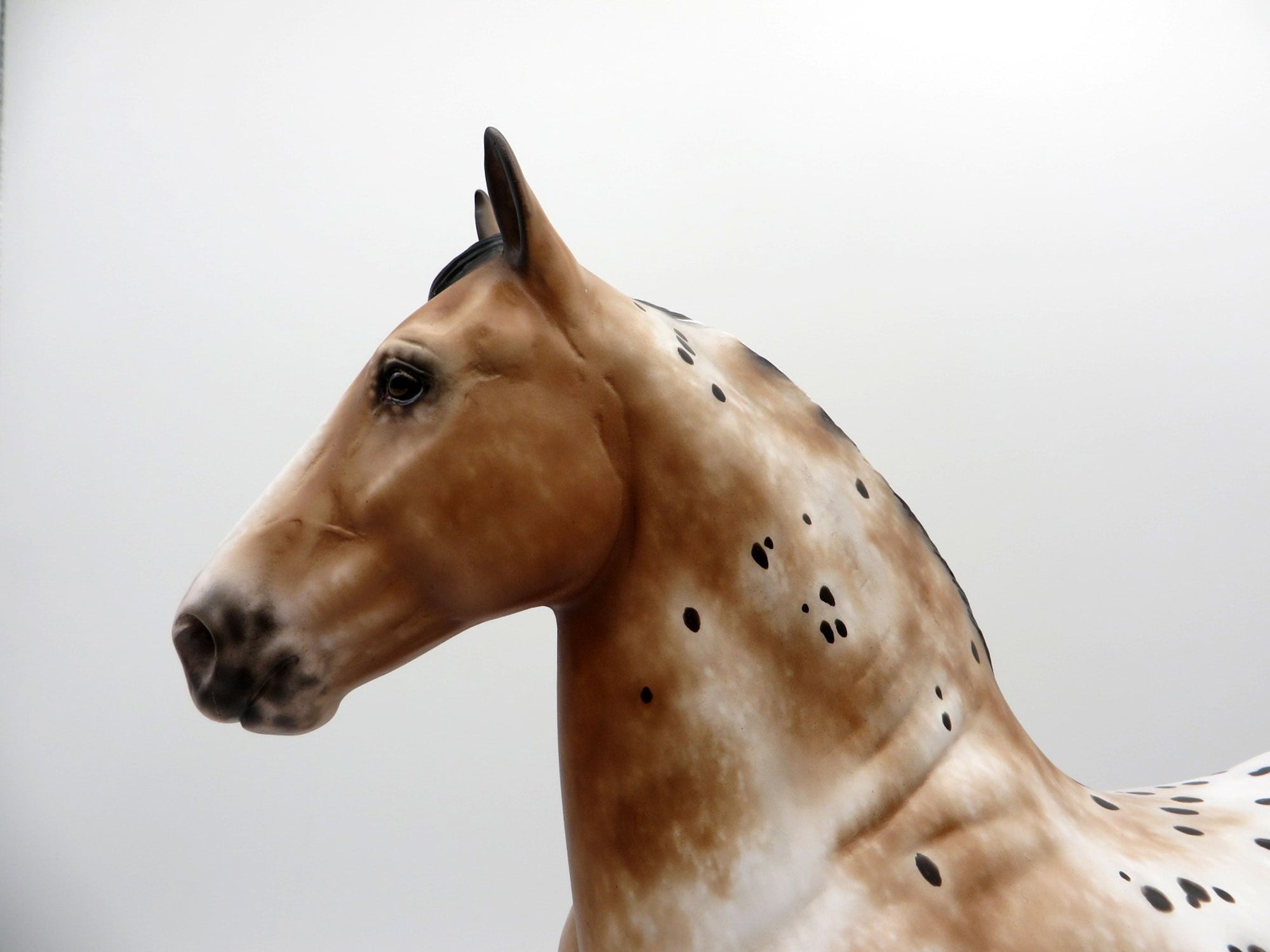 Kamikazee-OOAK Bay Appaloosa Trotting Draft  4/26/21
