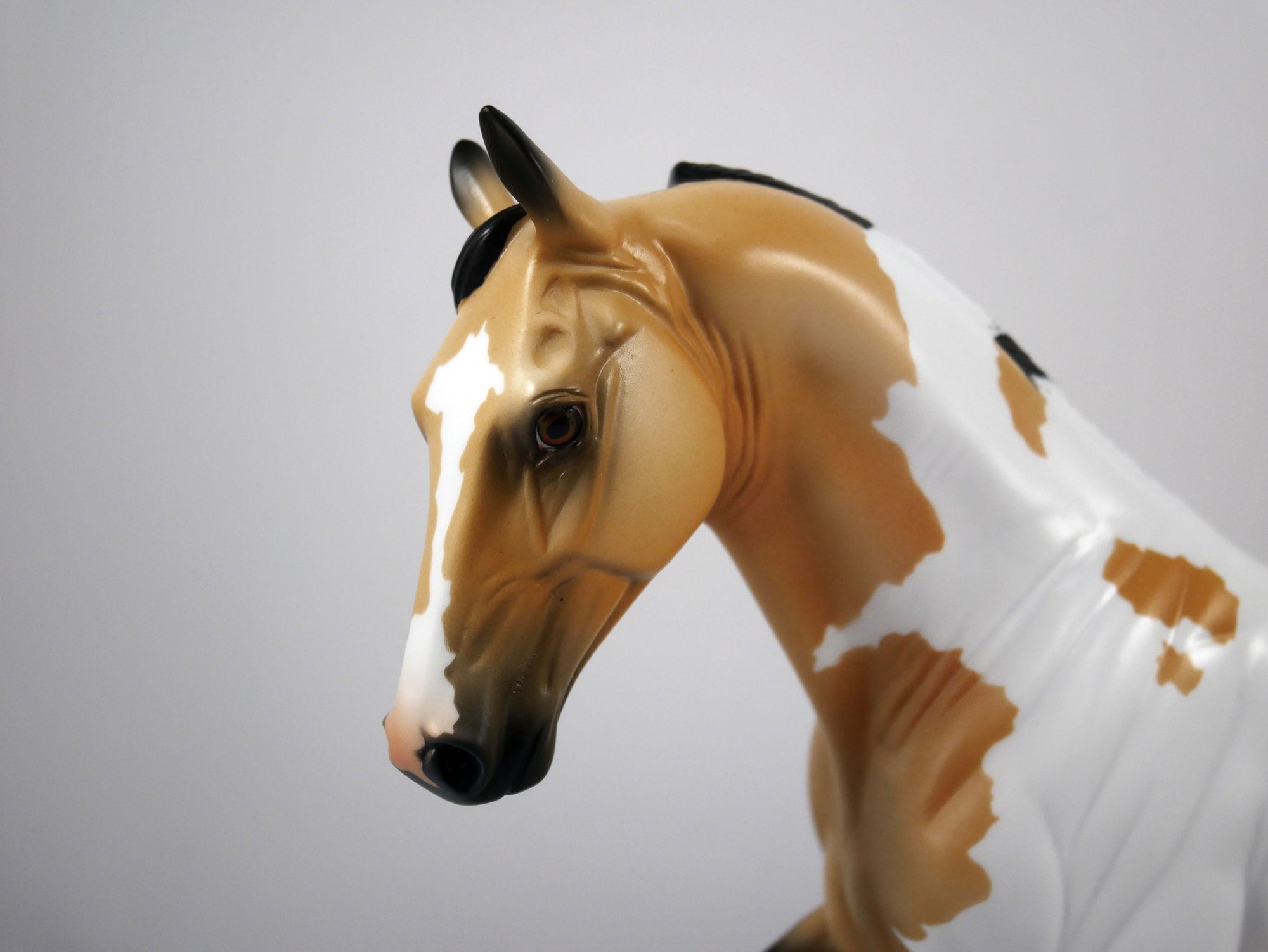 Kenny-OOAK Buckskin Paint Tennessee Walk by Ellen 1/29/21