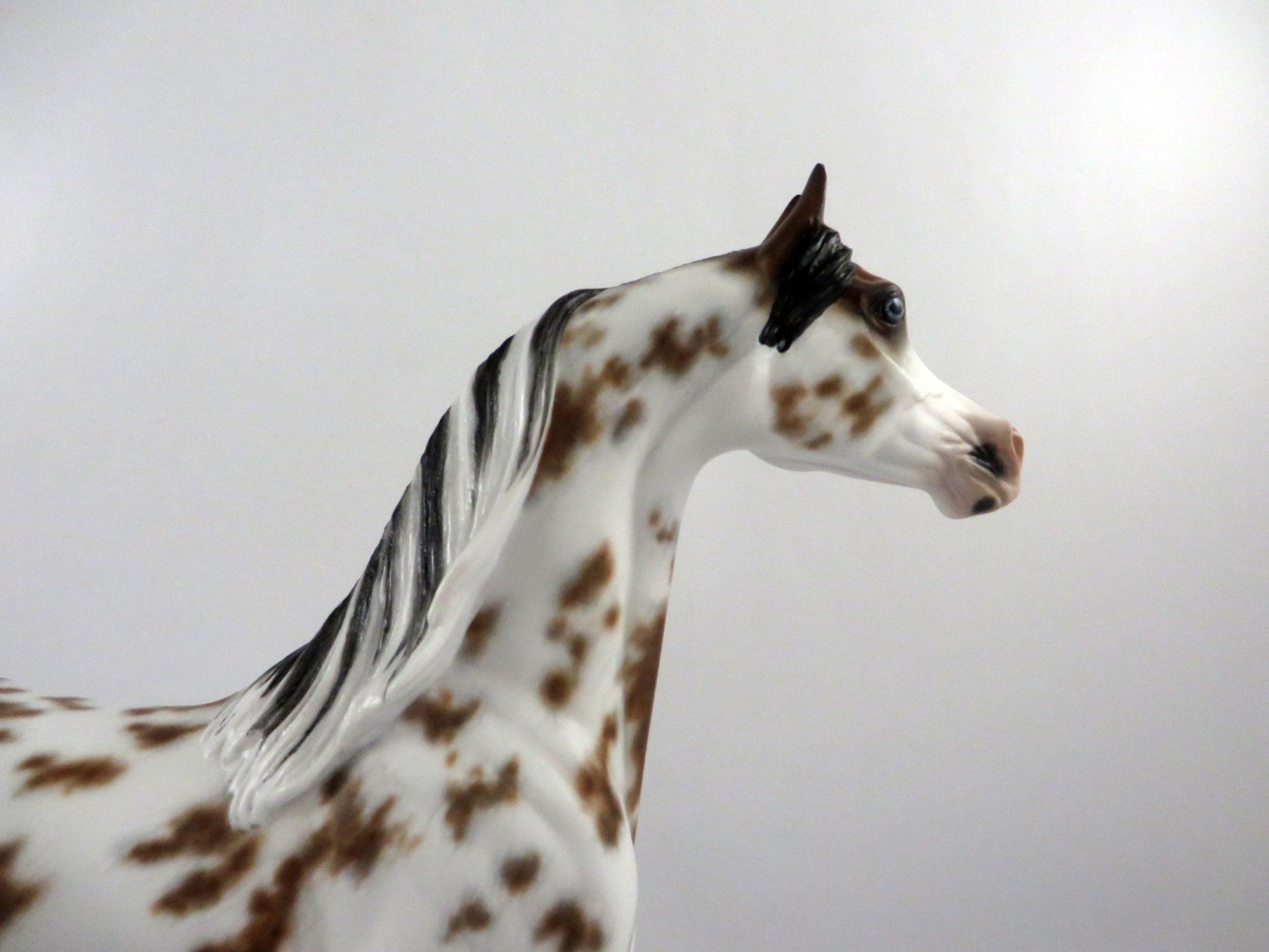 Krushaver-OOAK Bay Appaloosa Arabian Painted by Sheryl Leisure 3/5/21