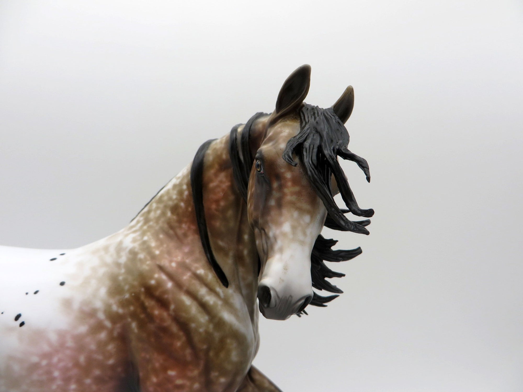 Kusama-OOAK Appaloosa Arabian Painted by Al EQ 21