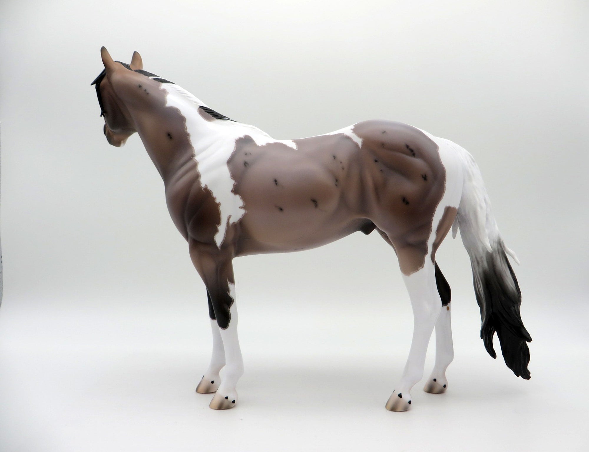 Langley-OOAK Blue Roan ISH Paint Painted By Caroline Boydston 6/28/21