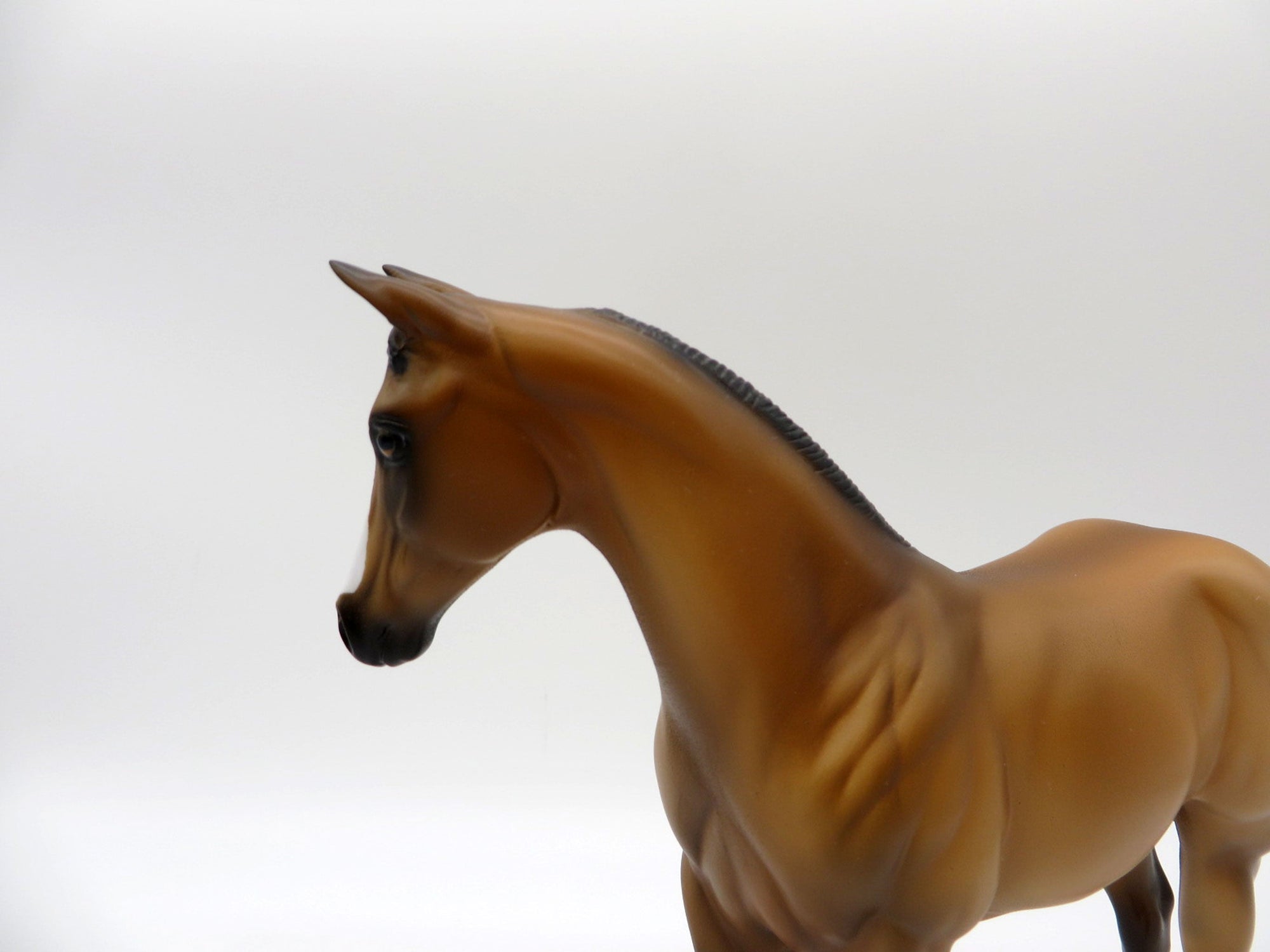 Lapras-OOAK Buckskin Weanling Painted By Ellen Robbins 5/14/21