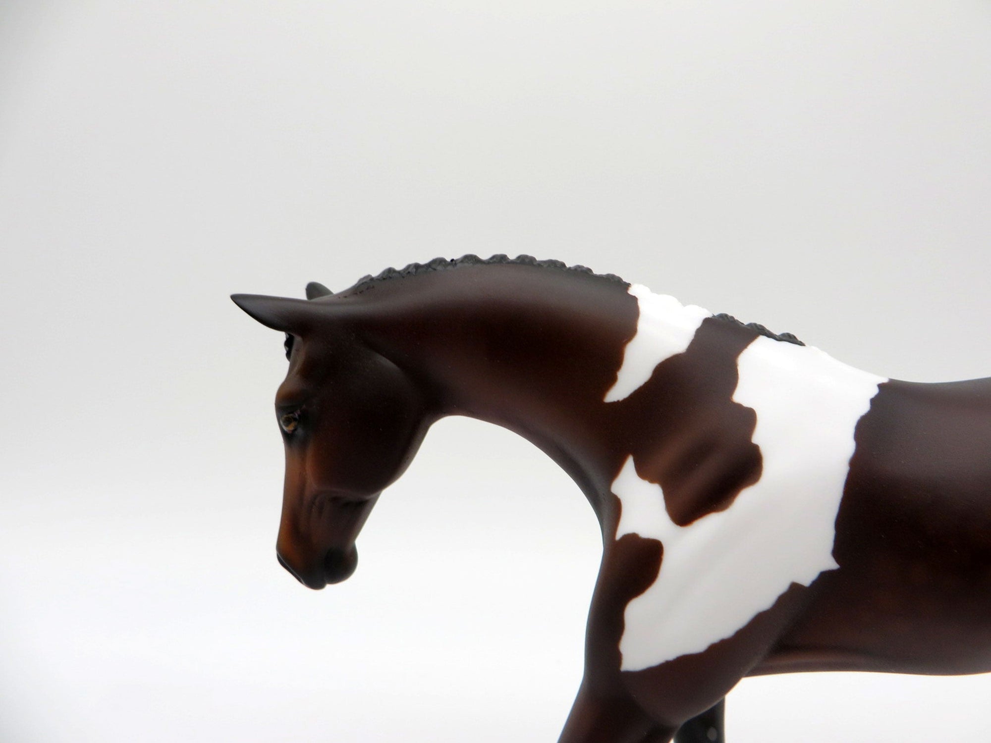 Larkspur-LE-7 Bay Paint Warmblood Pebbles  SHCF 2021