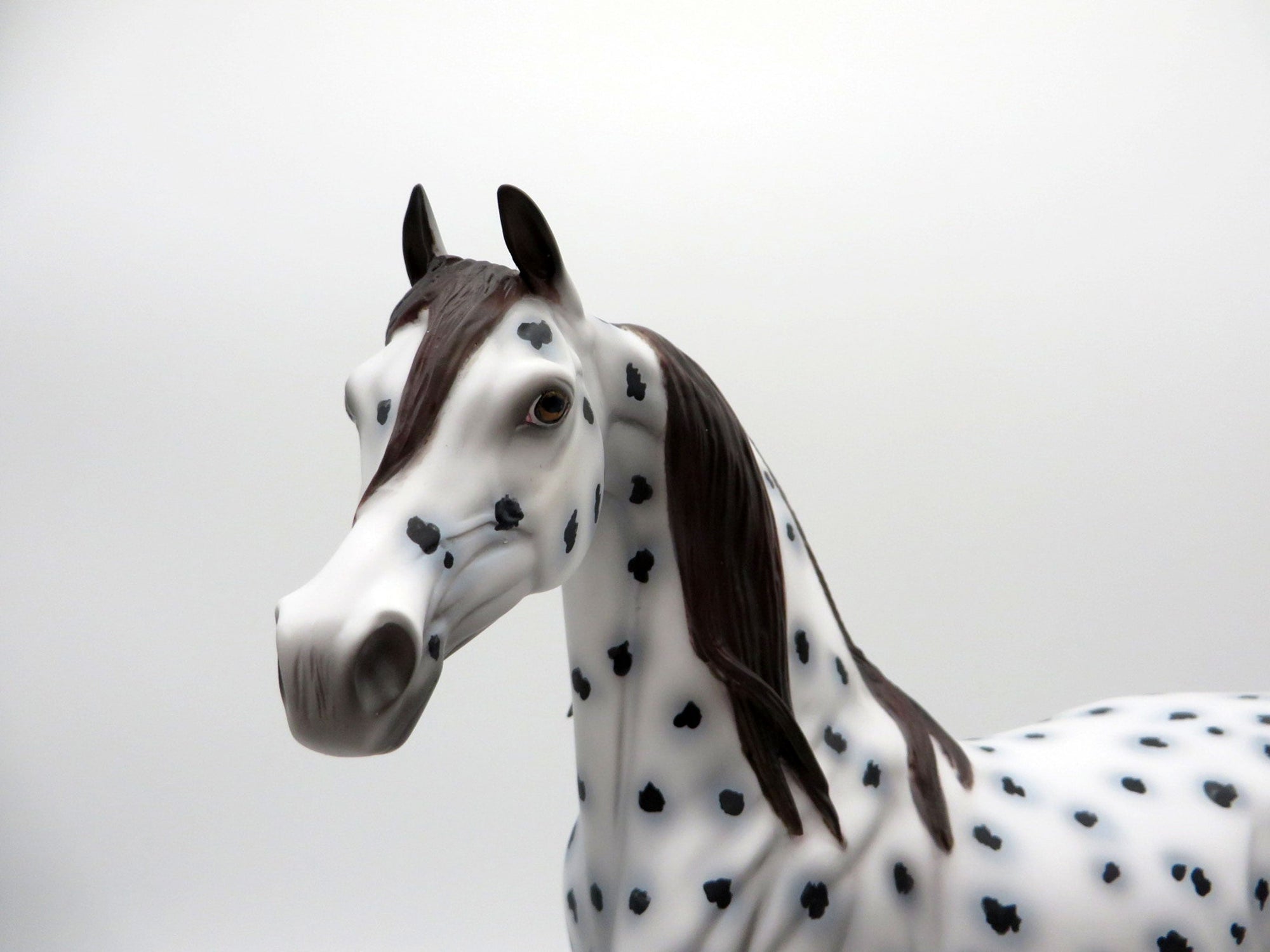 Leopold-OOAK Loud Appaloosa Arabian Equilocity 2021 Painted by Al