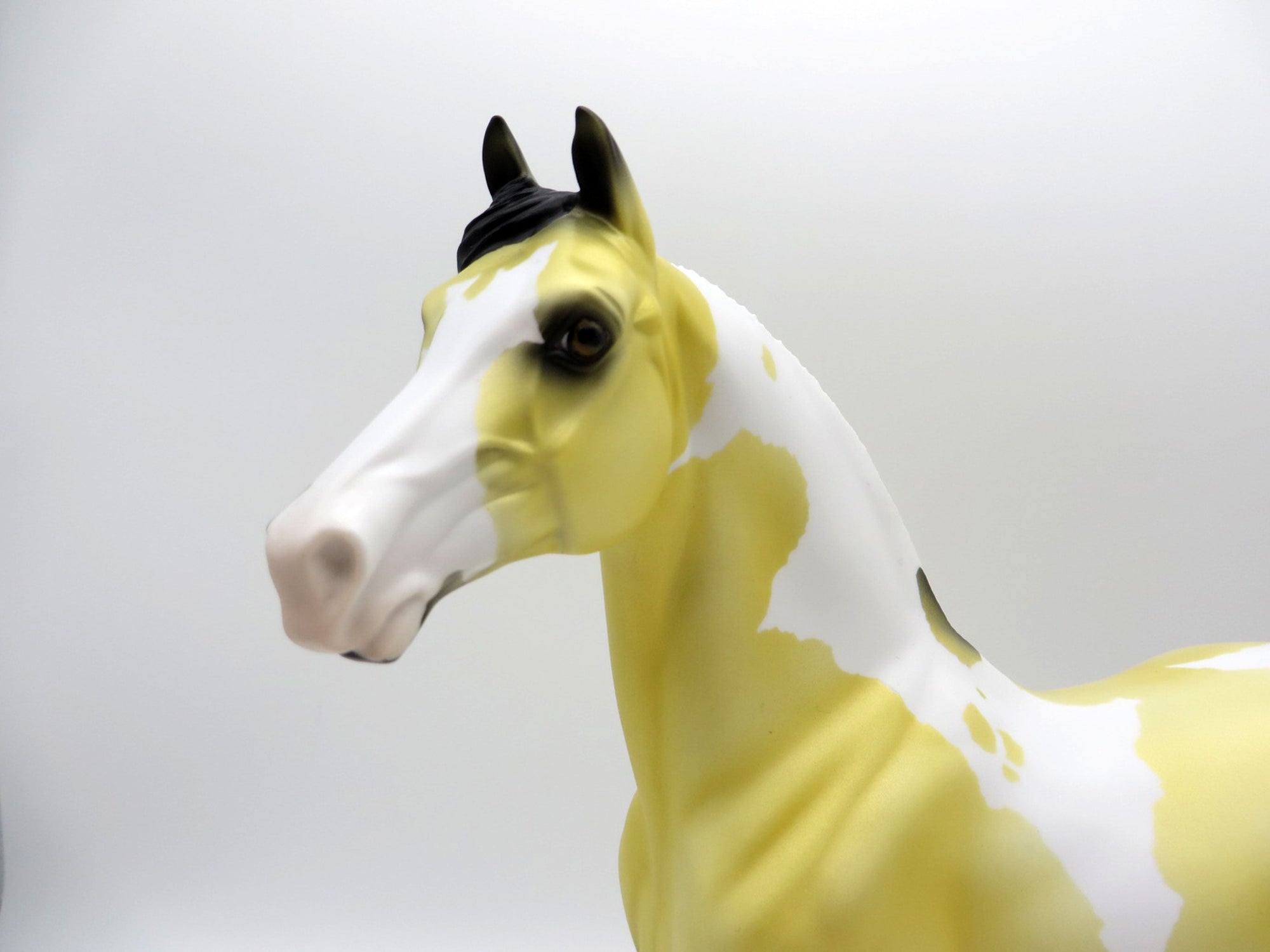 Lilium-OOAK Deco Morgan SHCF 2021