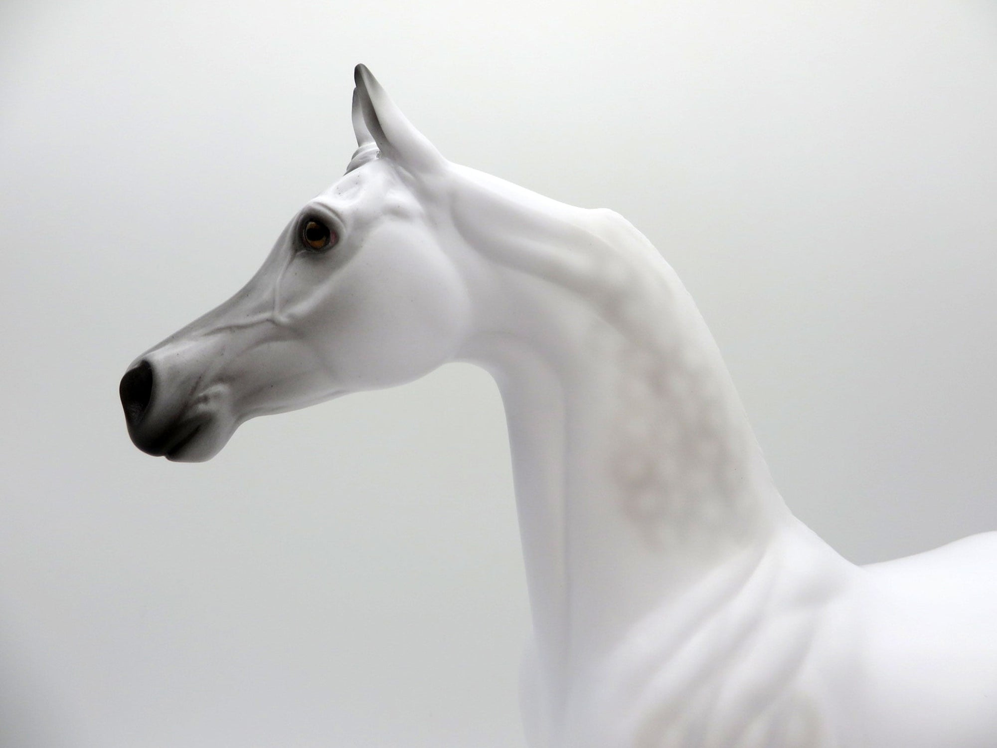 Little Green Prince LE-30 Traditional Arabian Painted By Ellen Robbins EQ 2021