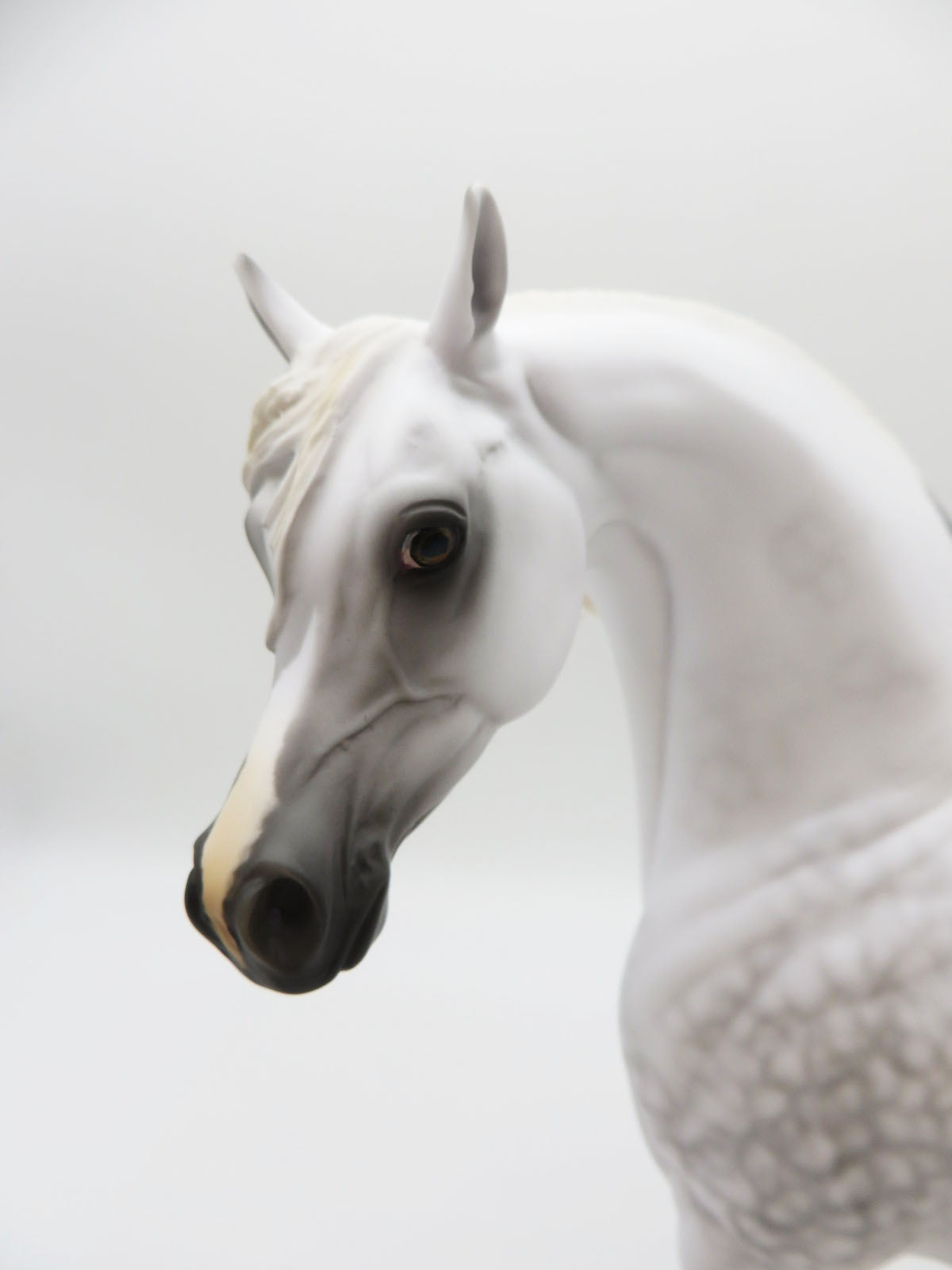 Marengo - Grey Arabian Painted by MYLA PEARCE 9/30/22