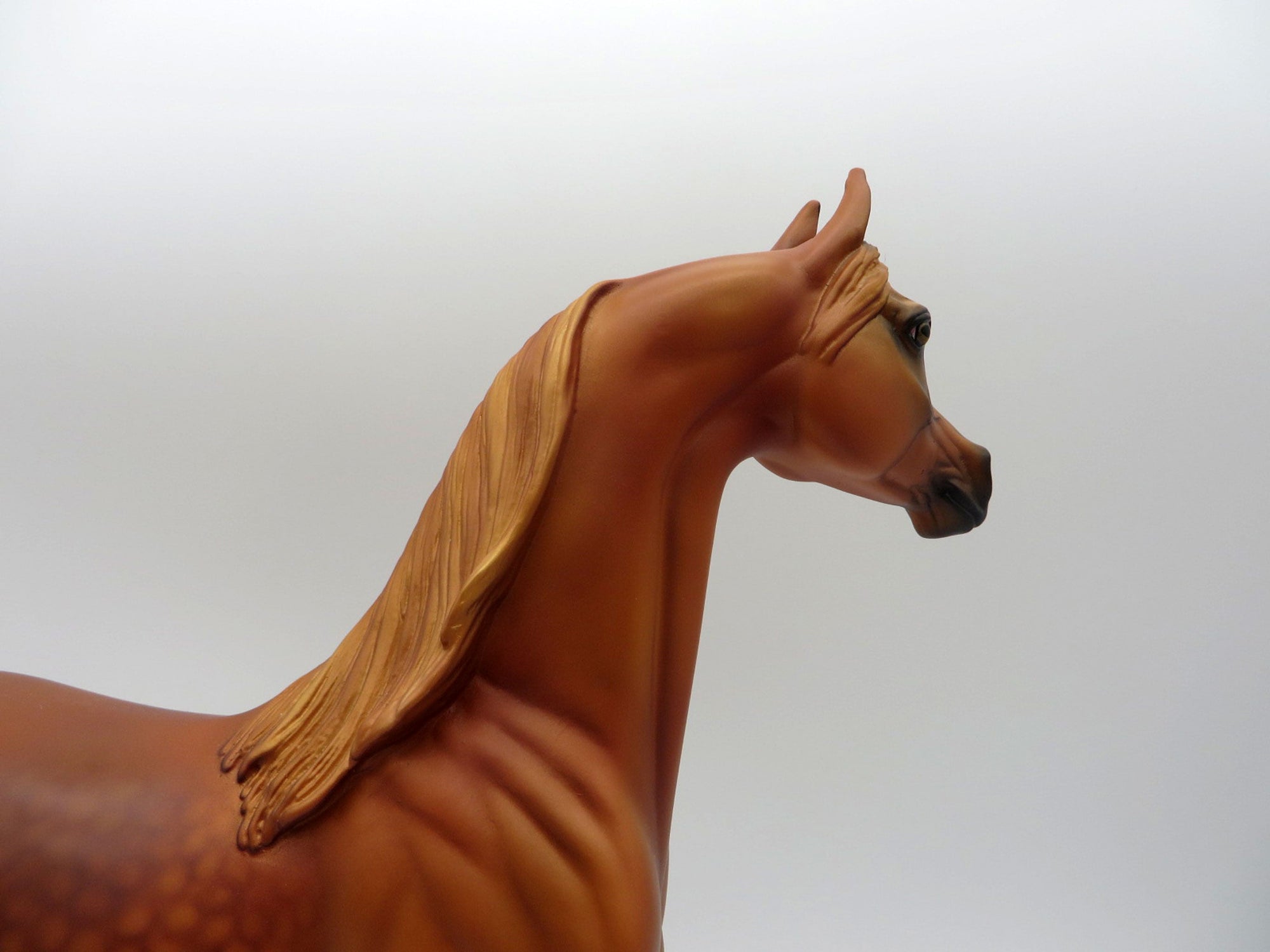 May King-LE-15 Dapple Chestnut Arabian Stone Horse Country Fair 2021