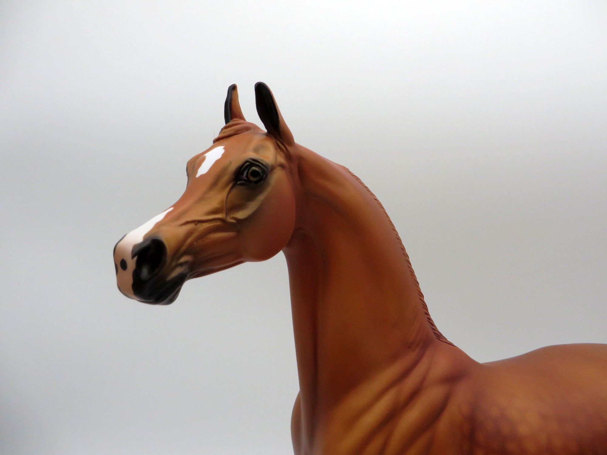 May King-LE-15 Dapple Chestnut Arabian Stone Horse Country Fair 2021