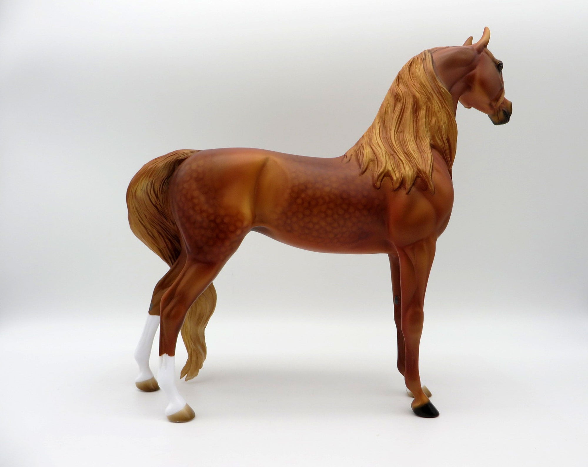 May Queen-LE-15 Dapple Chestnut Arabian SHCF 2021