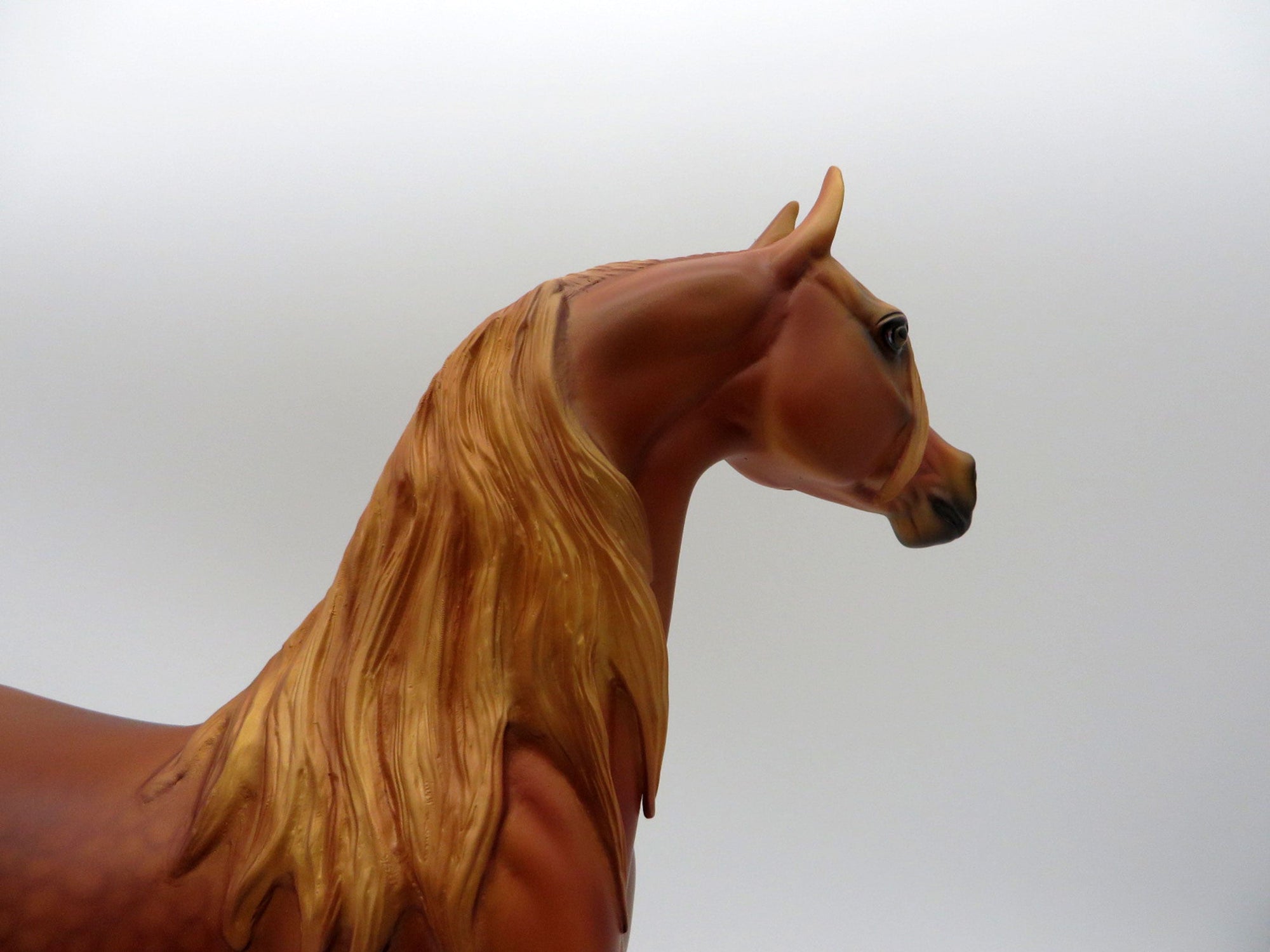 May Queen-LE-15 Dapple Chestnut Arabian SHCF 2021