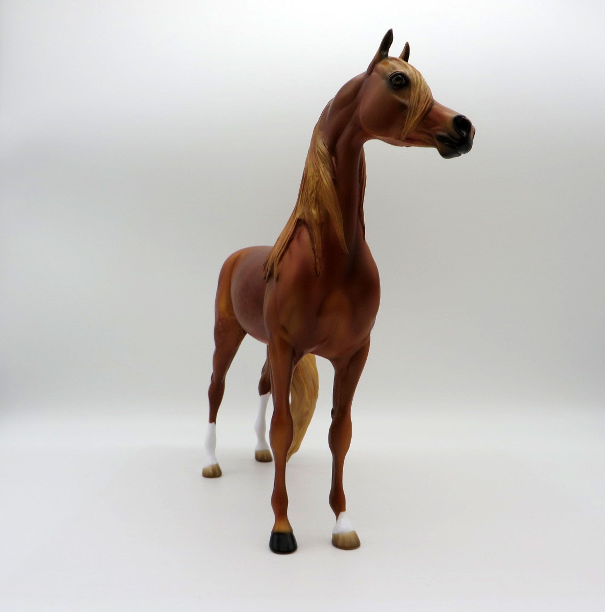 May Queen-LE-15 Dapple Chestnut Arabian SHCF 2021