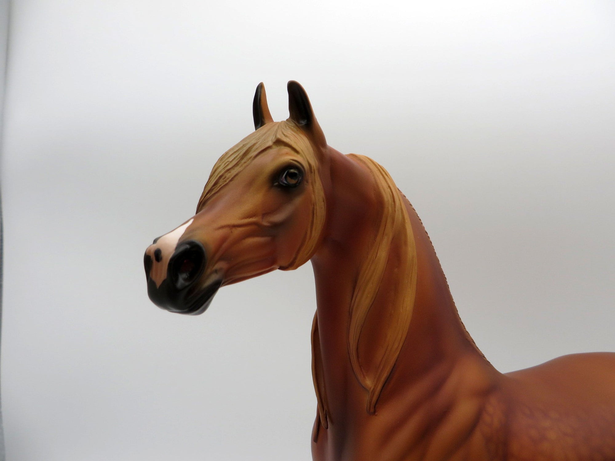 May Queen-LE-15 Dapple Chestnut Arabian SHCF 2021