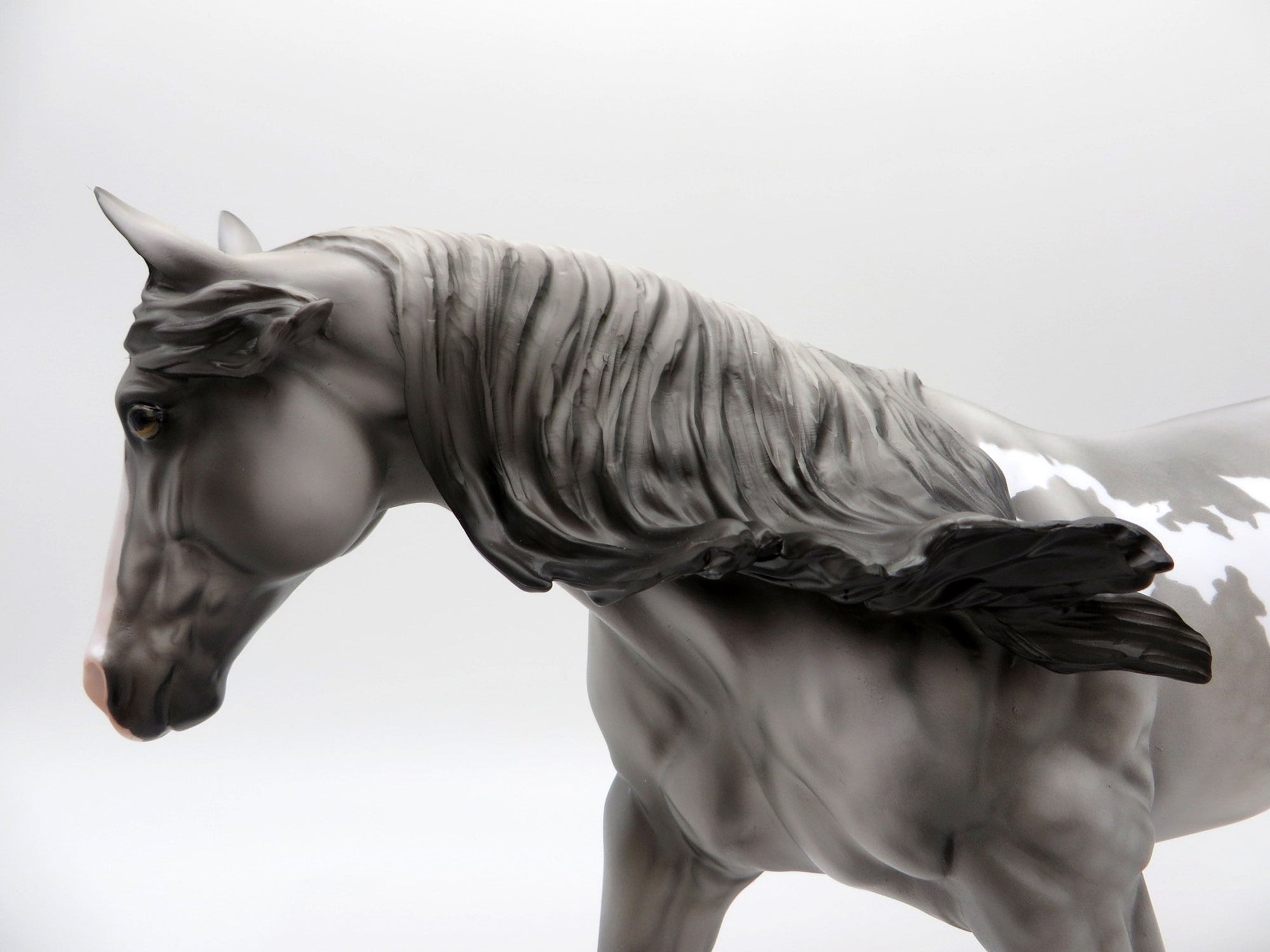 Meester Independence | Dapple Gray Overo Stock Horse by Dawn Quick | 7/1/21