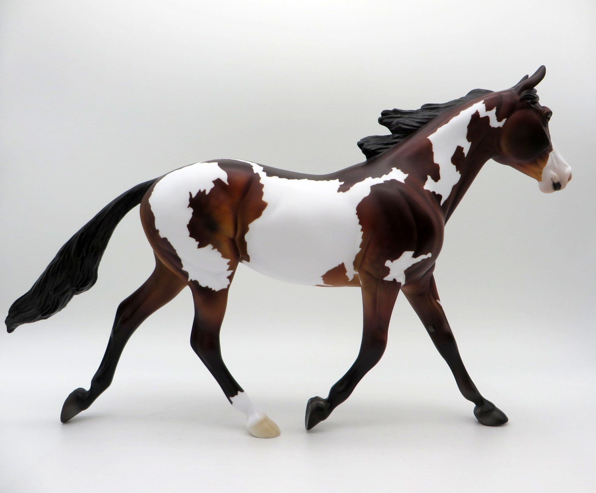 Merak-OOAK Dapple Bay Palouse   SHCF 2021