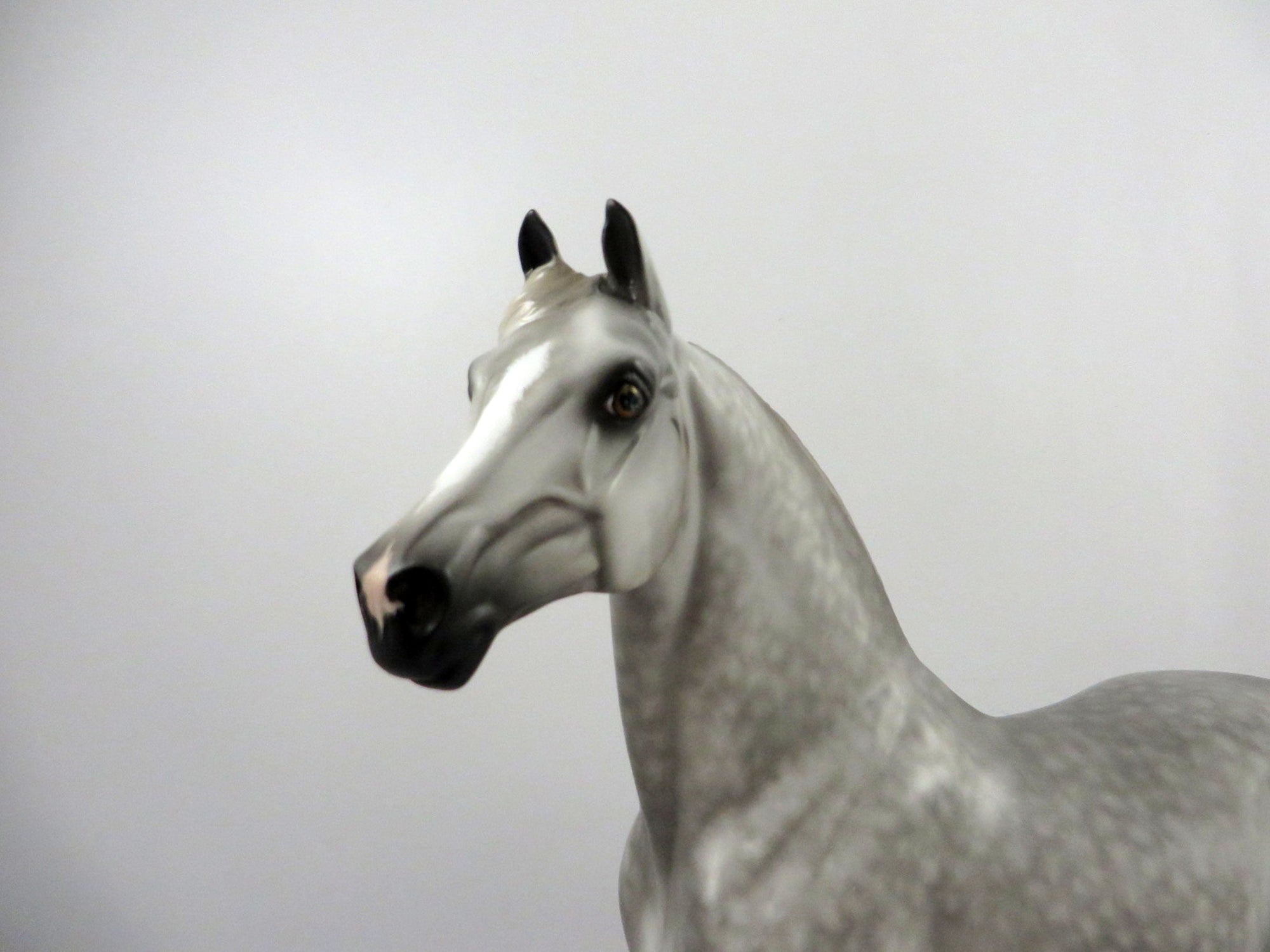 Meta Man-OOAK Dapple Grey Morgan By Sheryl Leisure  2/25/21