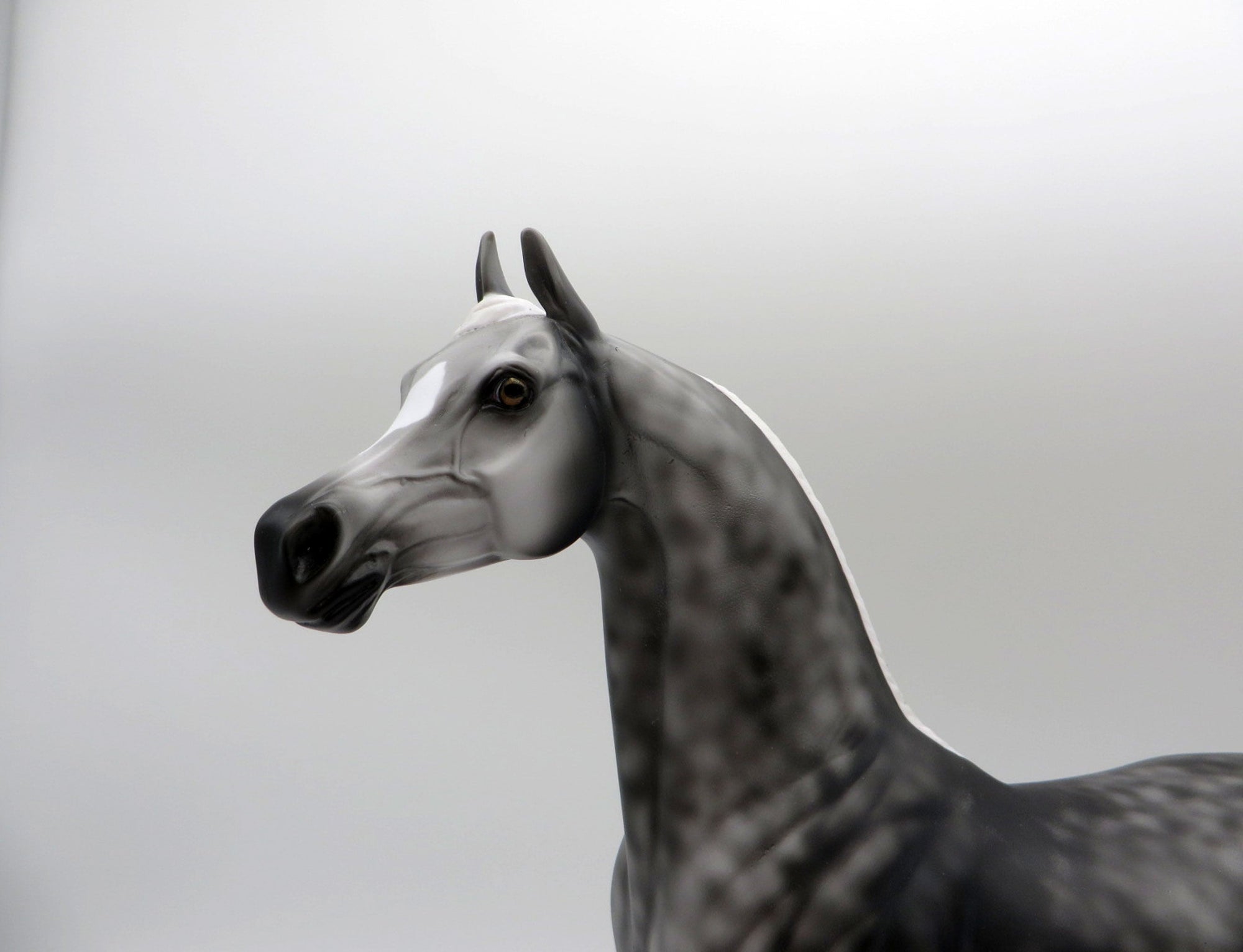 Midnight-LE-2 Dapple Grey Arabian Painted by Ellen 5/21/21