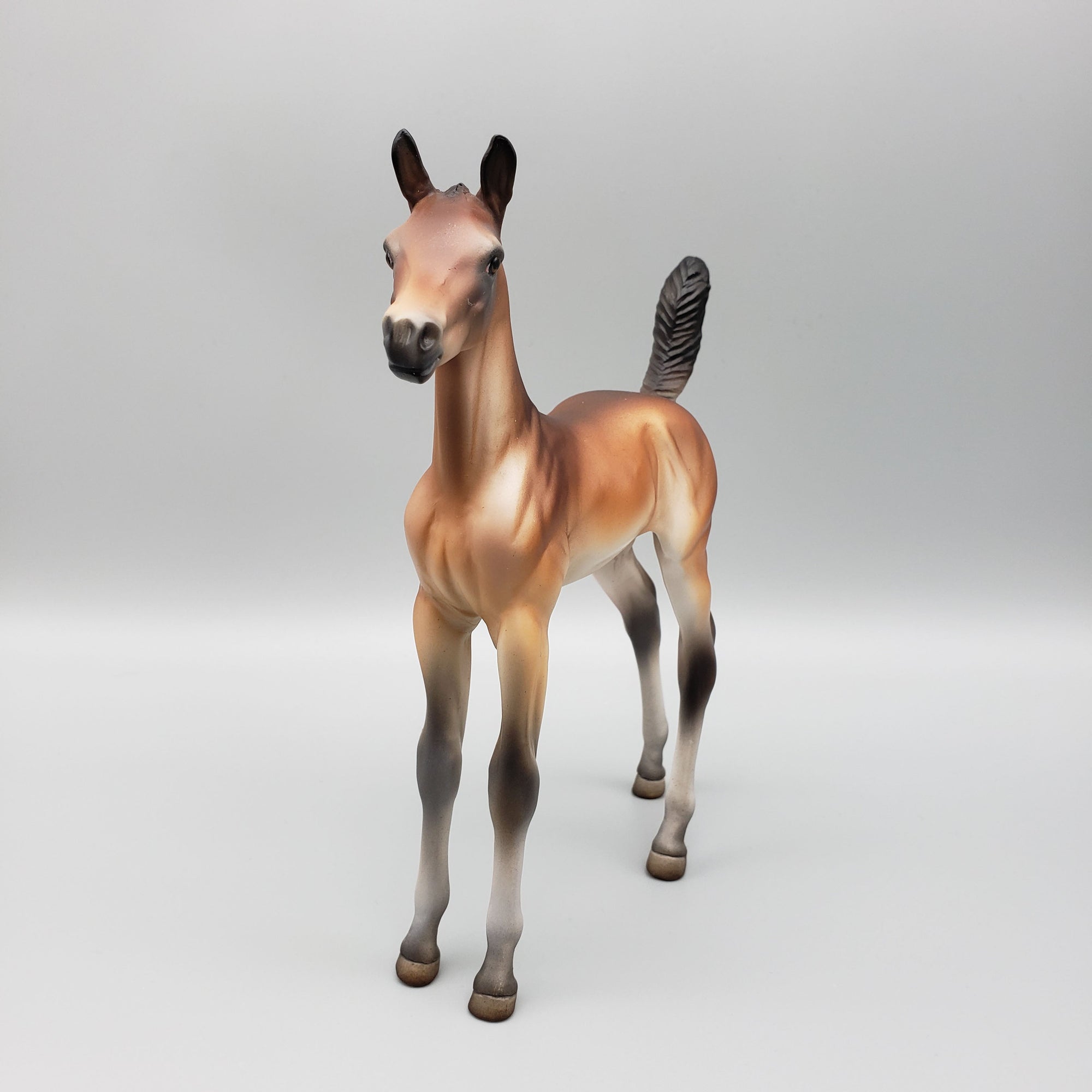 Sample of Mirana Mealy Bay Arab Foal By Julie Keim
