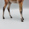 Mirana LE15 Mealy Bay Arab Foal By Julie Keim EQ23