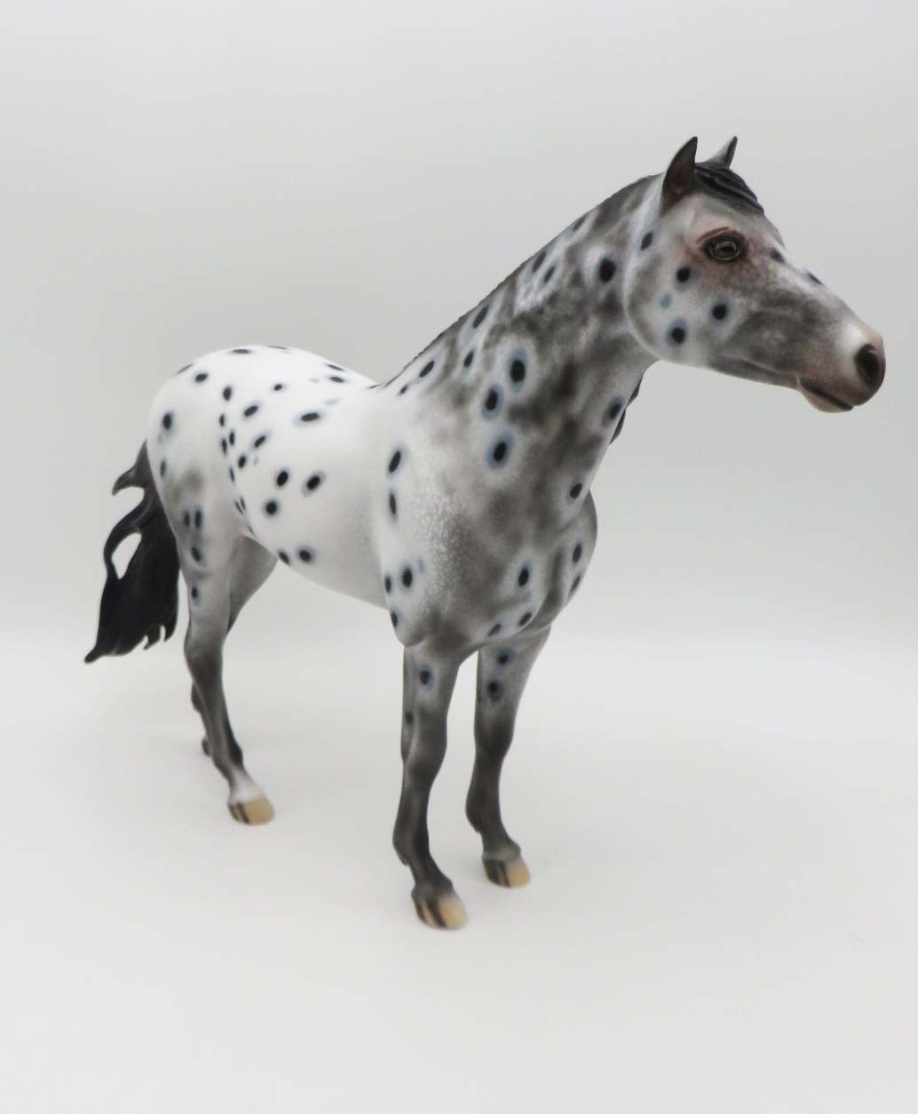 Monica LE 15 Appaloosa Spanish Mustang By Dawn Quick