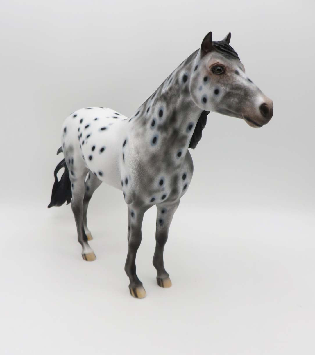 Monica LE 15 Appaloosa Spanish Mustang By Dawn Quick