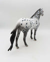Monica LE 15 Appaloosa Spanish Mustang By Dawn Quick