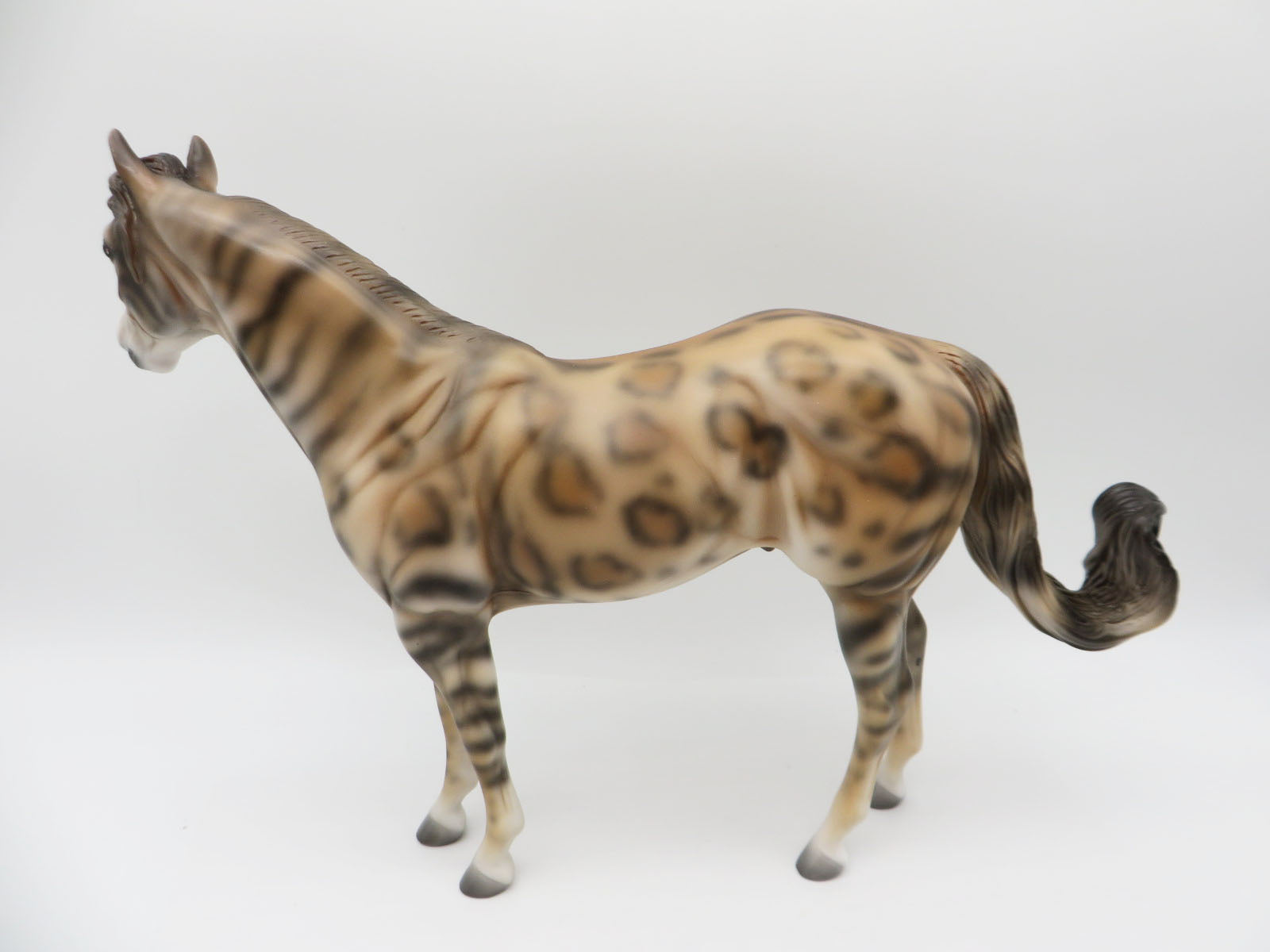 Mowgli -LE-3 Bengal ISH By Jess Hamill - Paws &amp; Claws 2023 - P&amp;C 23