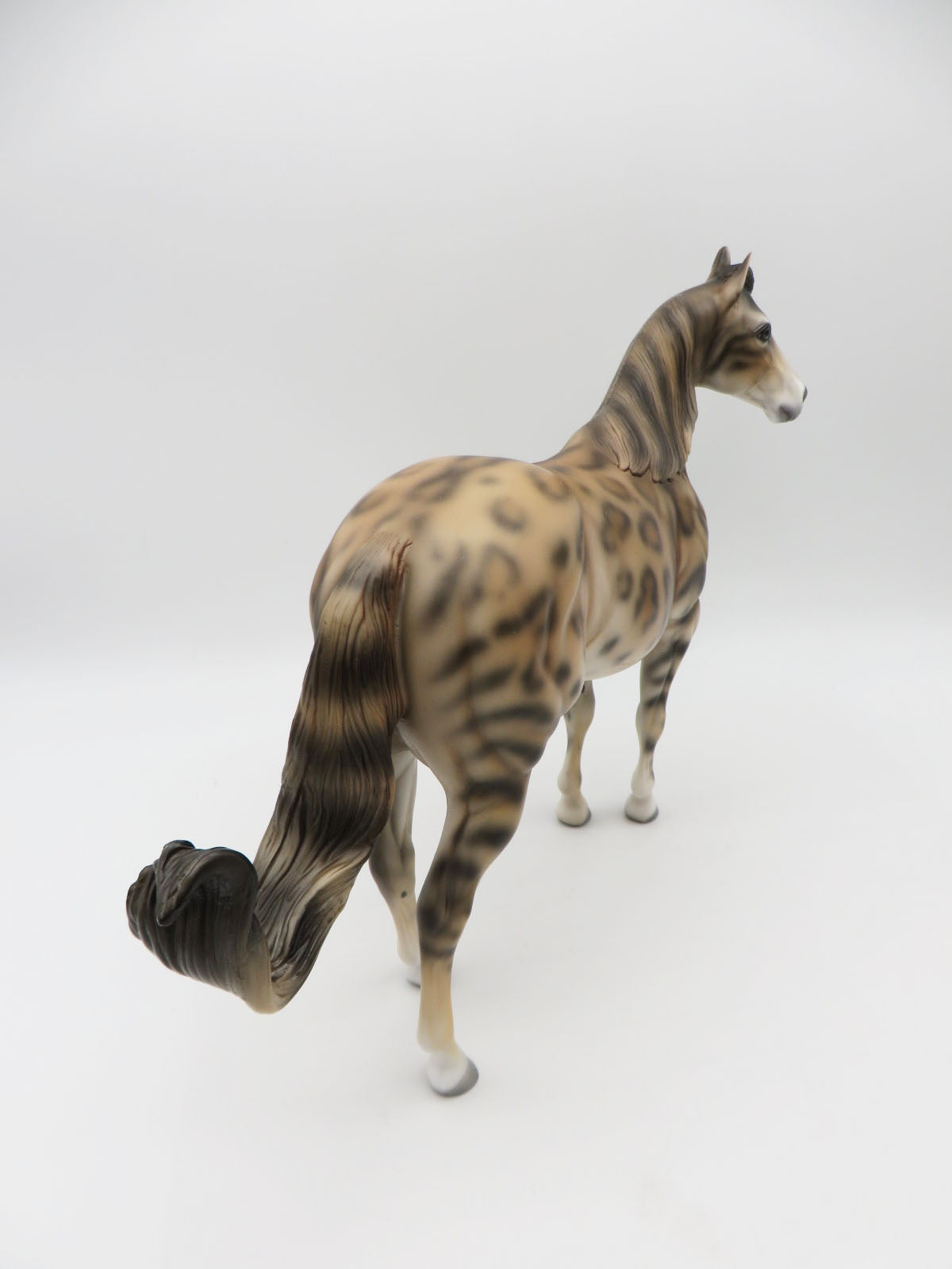 Mowgli -LE-3 Bengal ISH By Jess Hamill - Paws &amp; Claws 2023 - P&amp;C 23