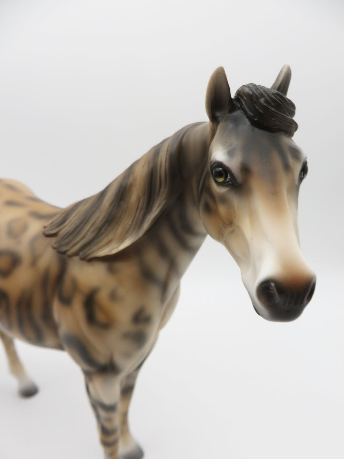 Mowgli -LE-3 Bengal ISH By Jess Hamill - Paws &amp; Claws 2023 - P&amp;C 23