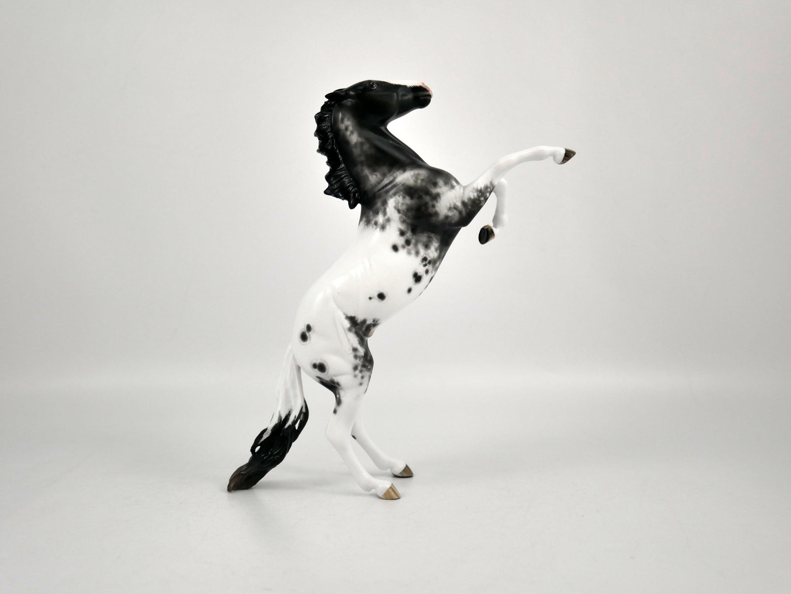 Mr. Freeze-Black Appaloosa Pebbles Sheryl Leisure 12/21/20