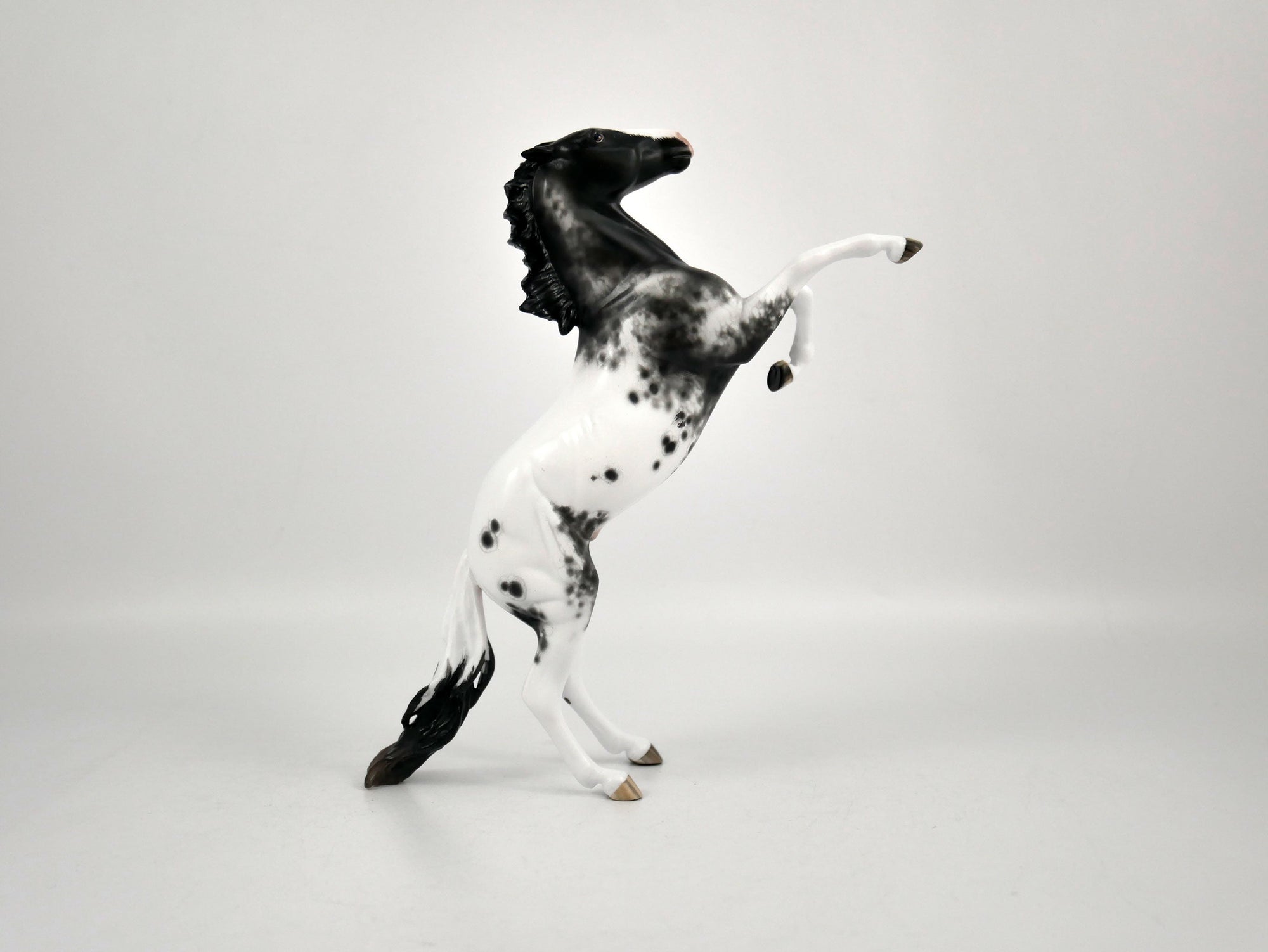 Mr. Freeze-Black Appaloosa Pebbles Sheryl Leisure 12/21/20