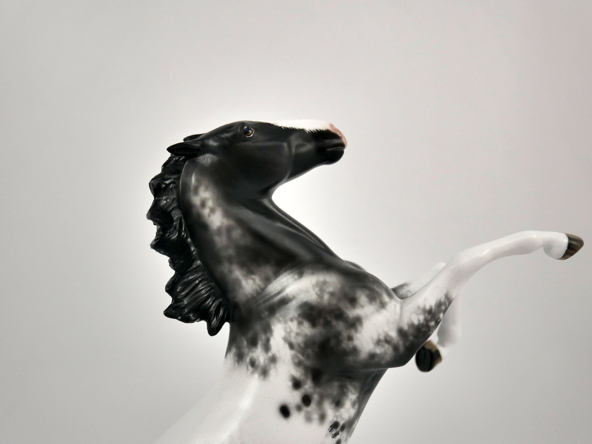 Mr. Freeze-Black Appaloosa Pebbles Sheryl Leisure 12/21/20