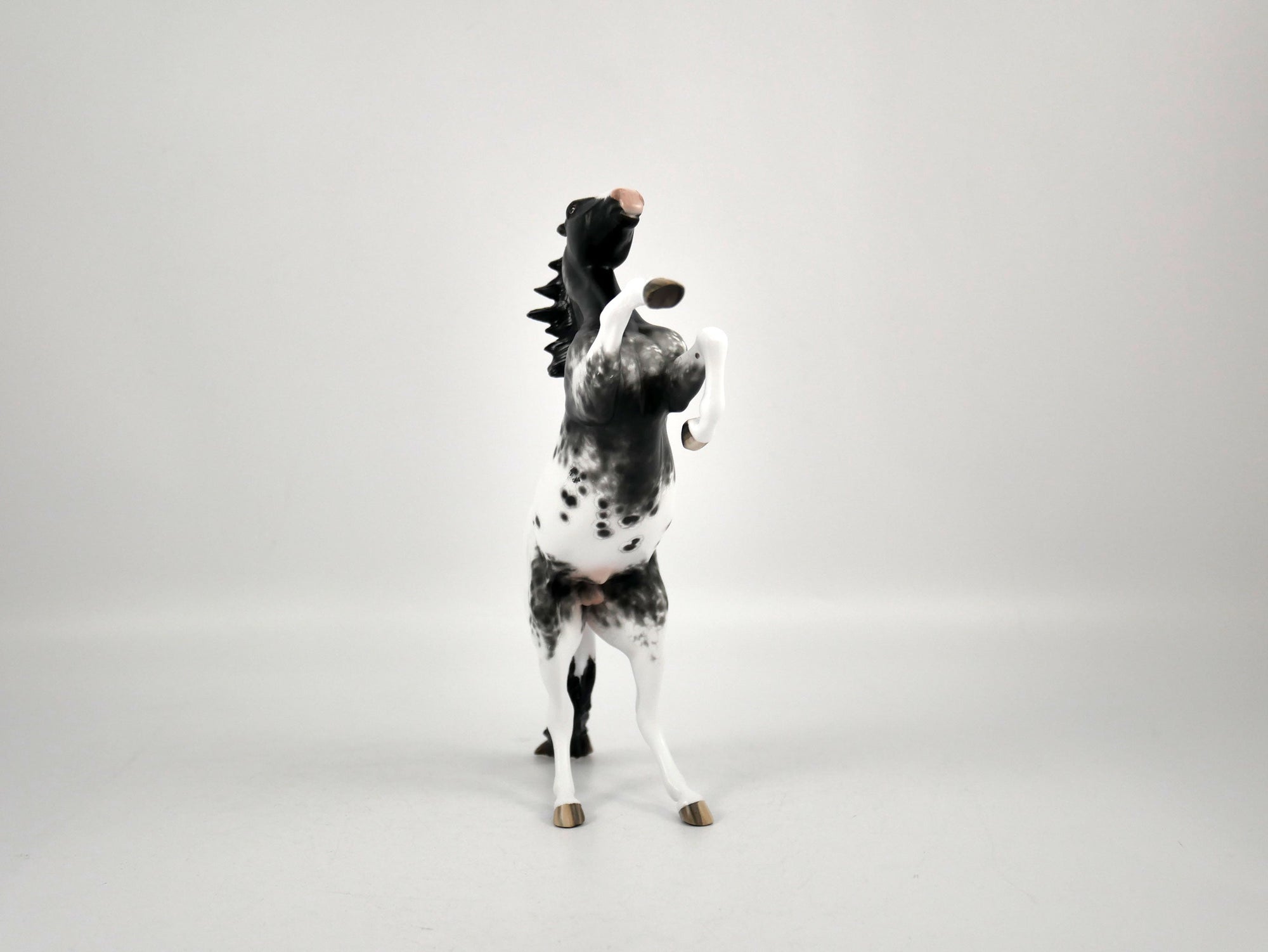 Mr. Freeze-Black Appaloosa Pebbles Sheryl Leisure 12/21/20