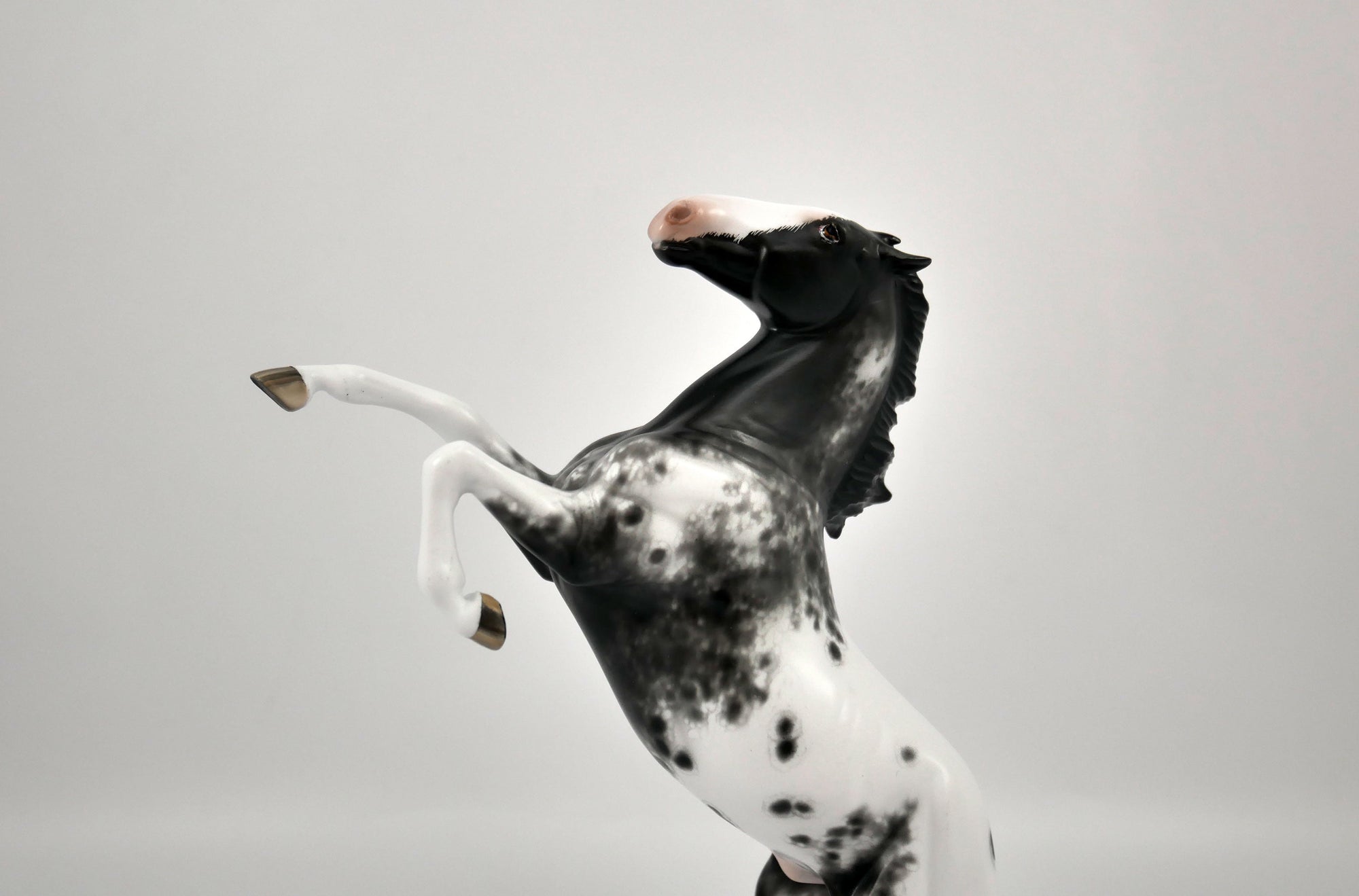 Mr. Freeze-Black Appaloosa Pebbles Sheryl Leisure 12/21/20