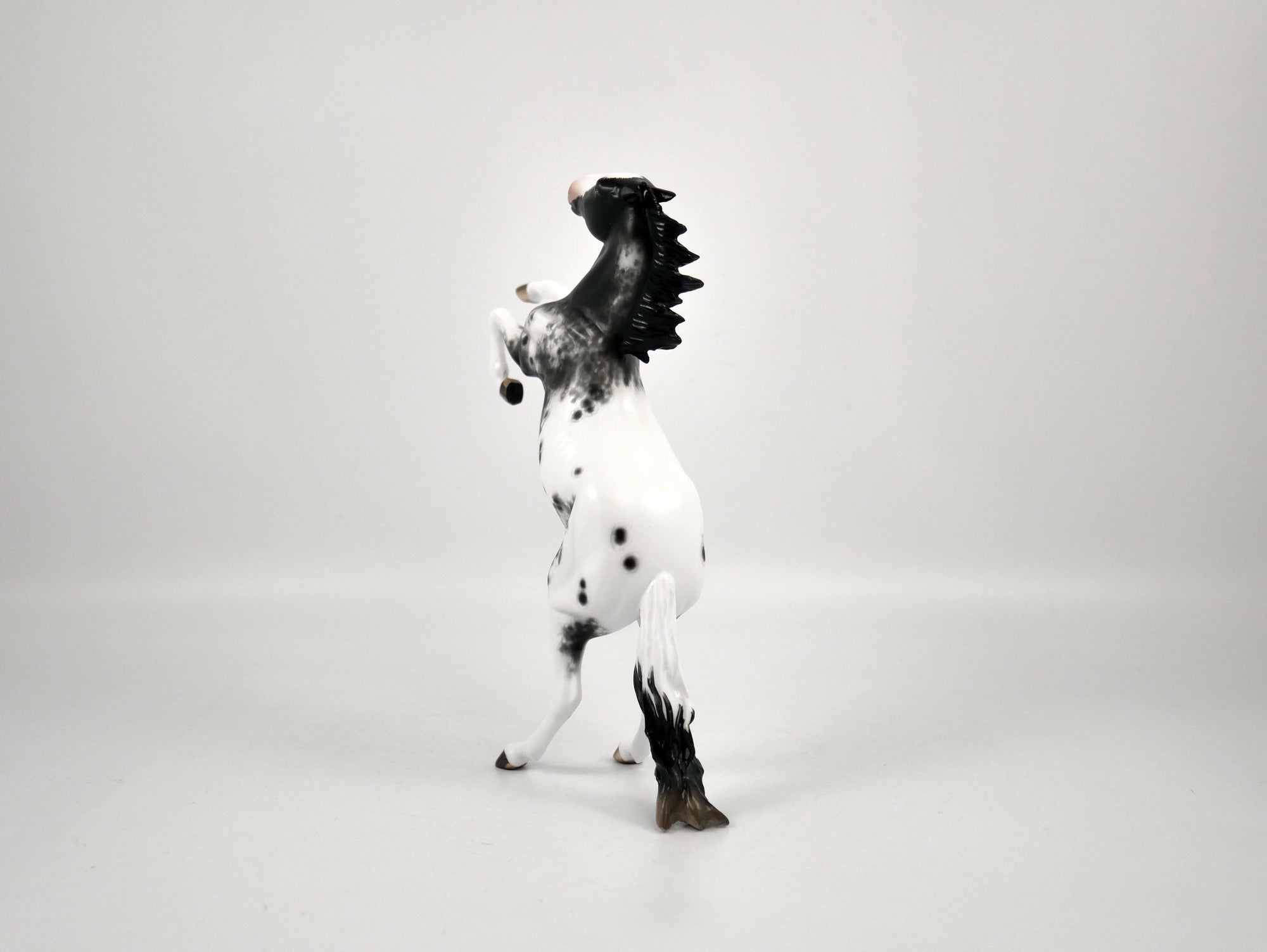 Mr. Freeze-Black Appaloosa Pebbles Sheryl Leisure 12/21/20