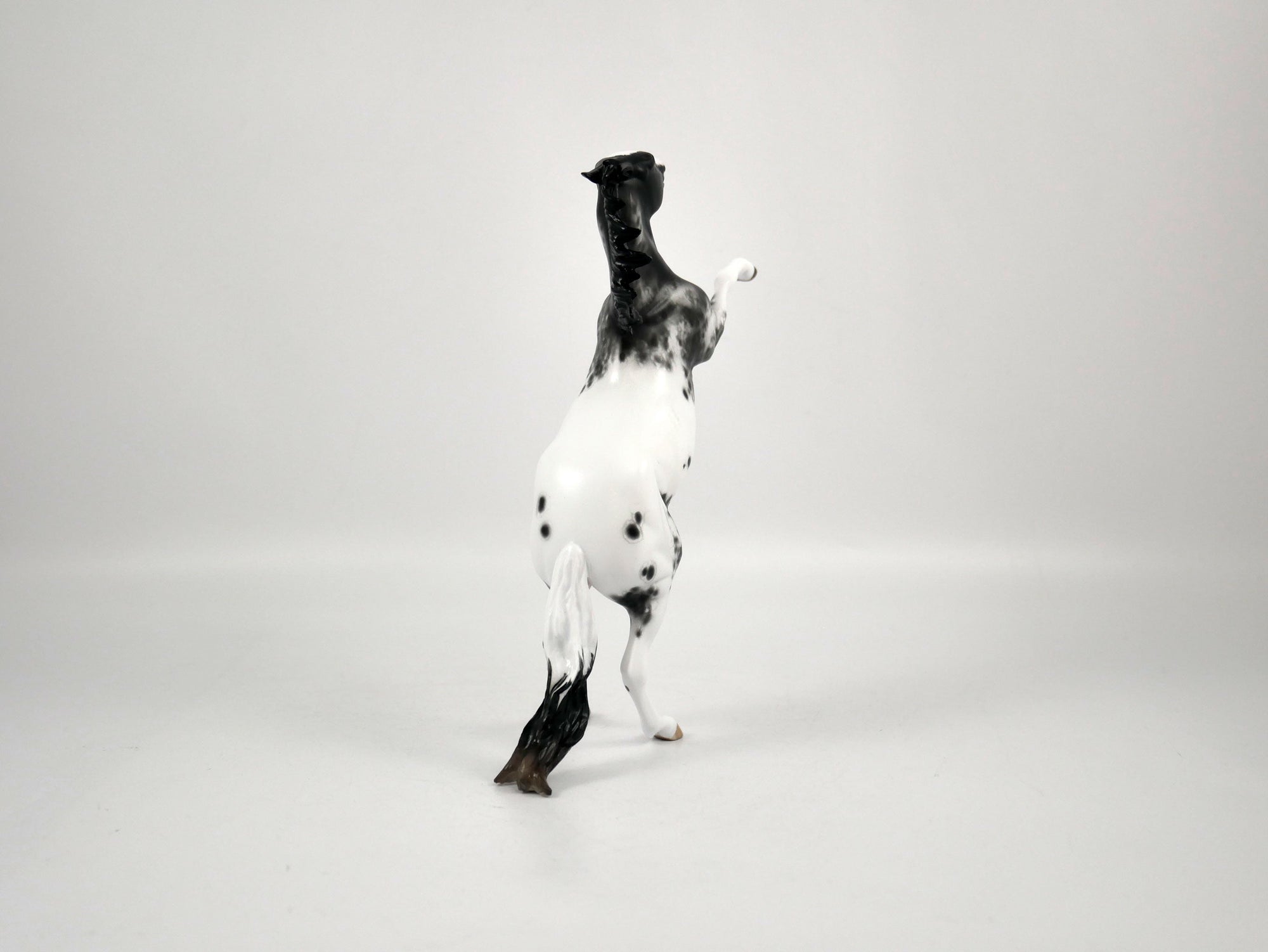 Mr. Freeze-Black Appaloosa Pebbles Sheryl Leisure 12/21/20