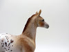 Mucha-LE-15 Chestnut Appaloosa Arabian Foal EQ 2021