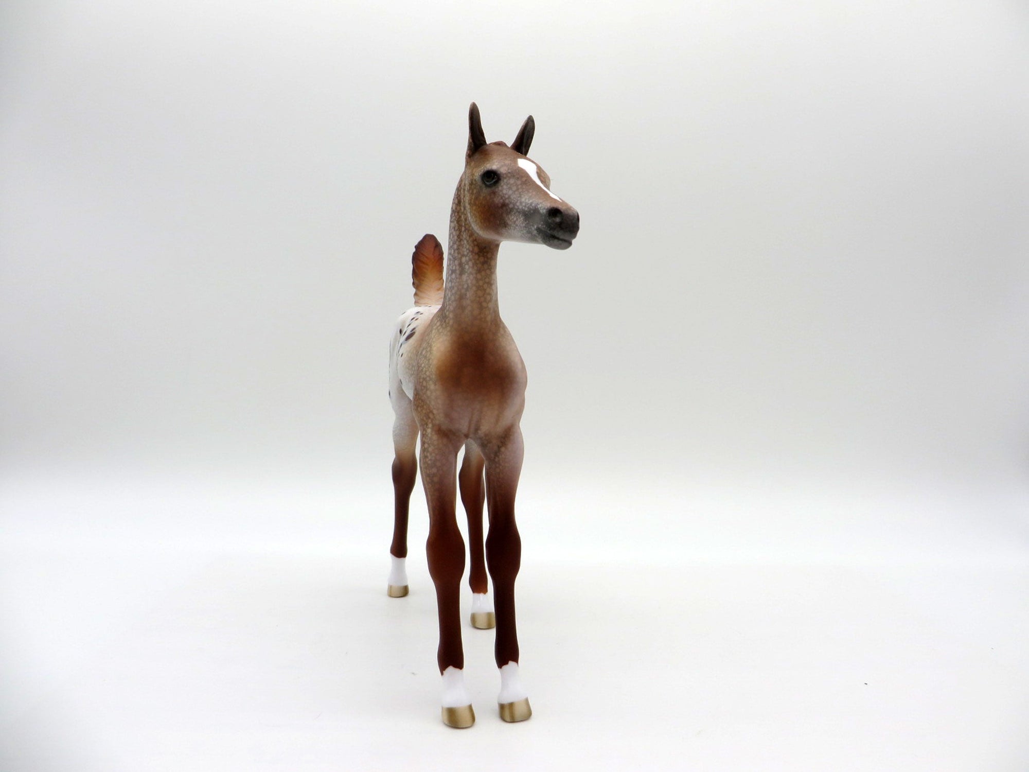 Mucha-LE-15 Chestnut Appaloosa Arabian Foal EQ 2021