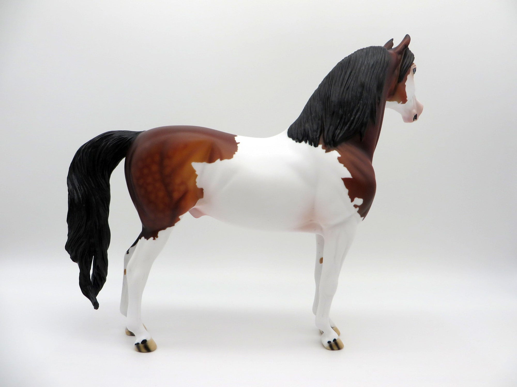 Neige-OOAK Dapple Bay Paint Morgan SHCF 2021