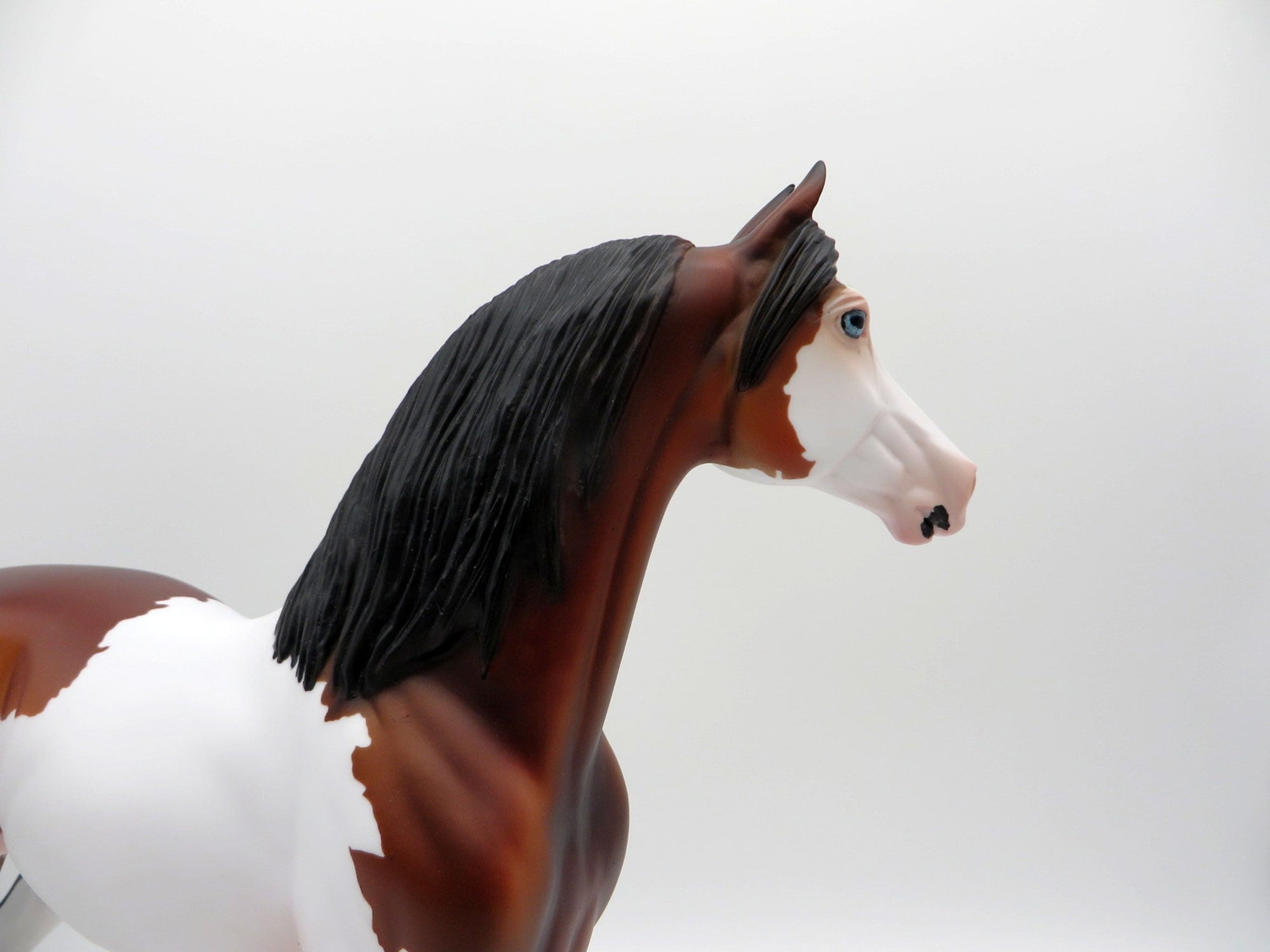 Neige-OOAK Dapple Bay Paint Morgan SHCF 2021