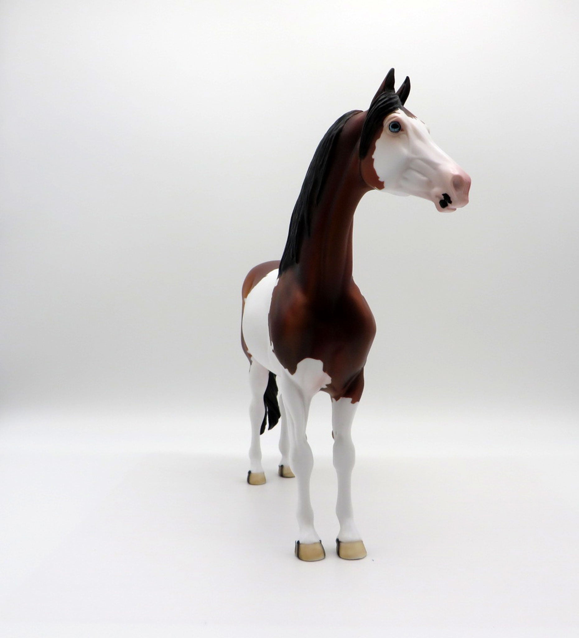 Neige-OOAK Dapple Bay Paint Morgan SHCF 2021